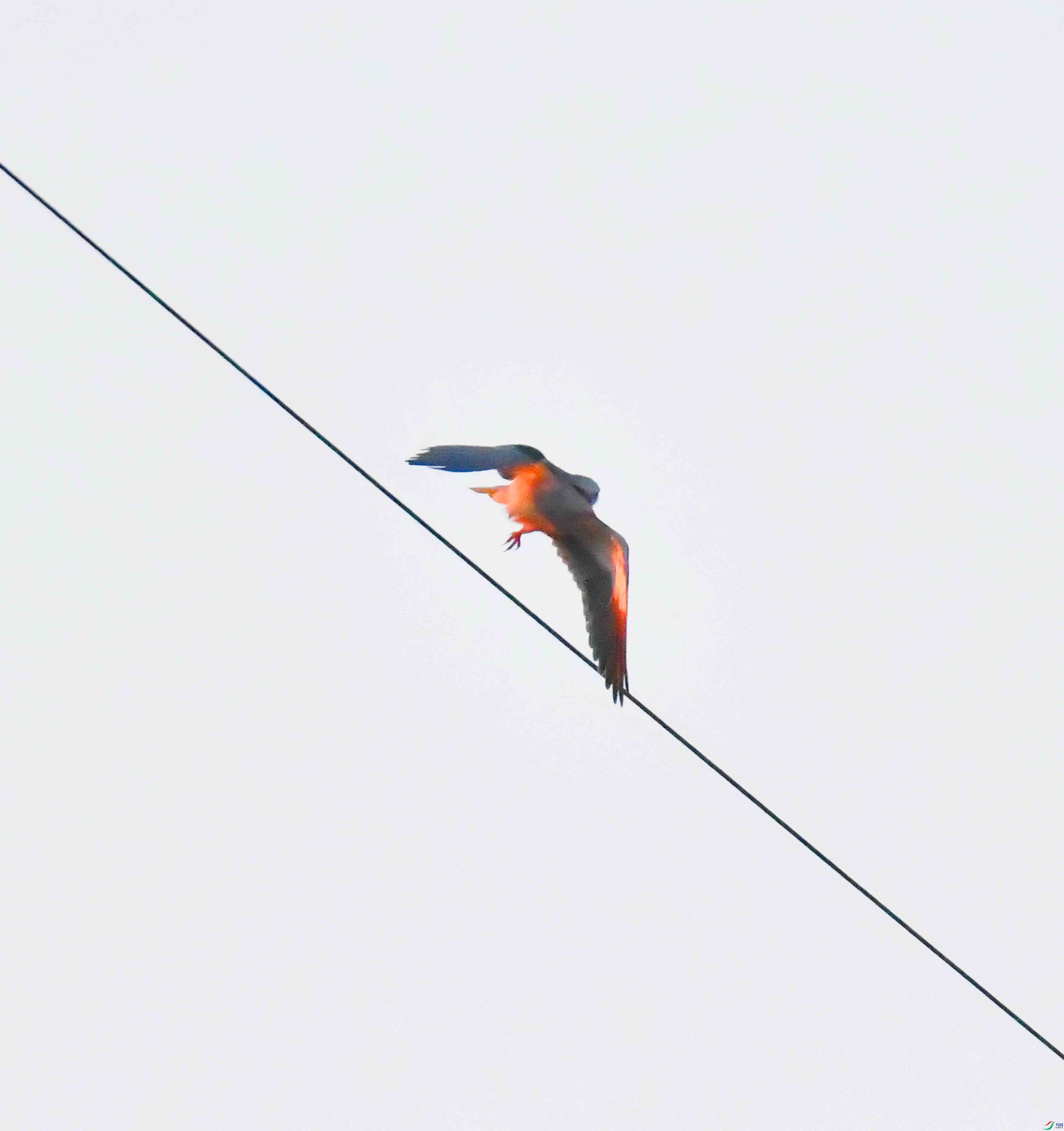DSC_0974.JPG
