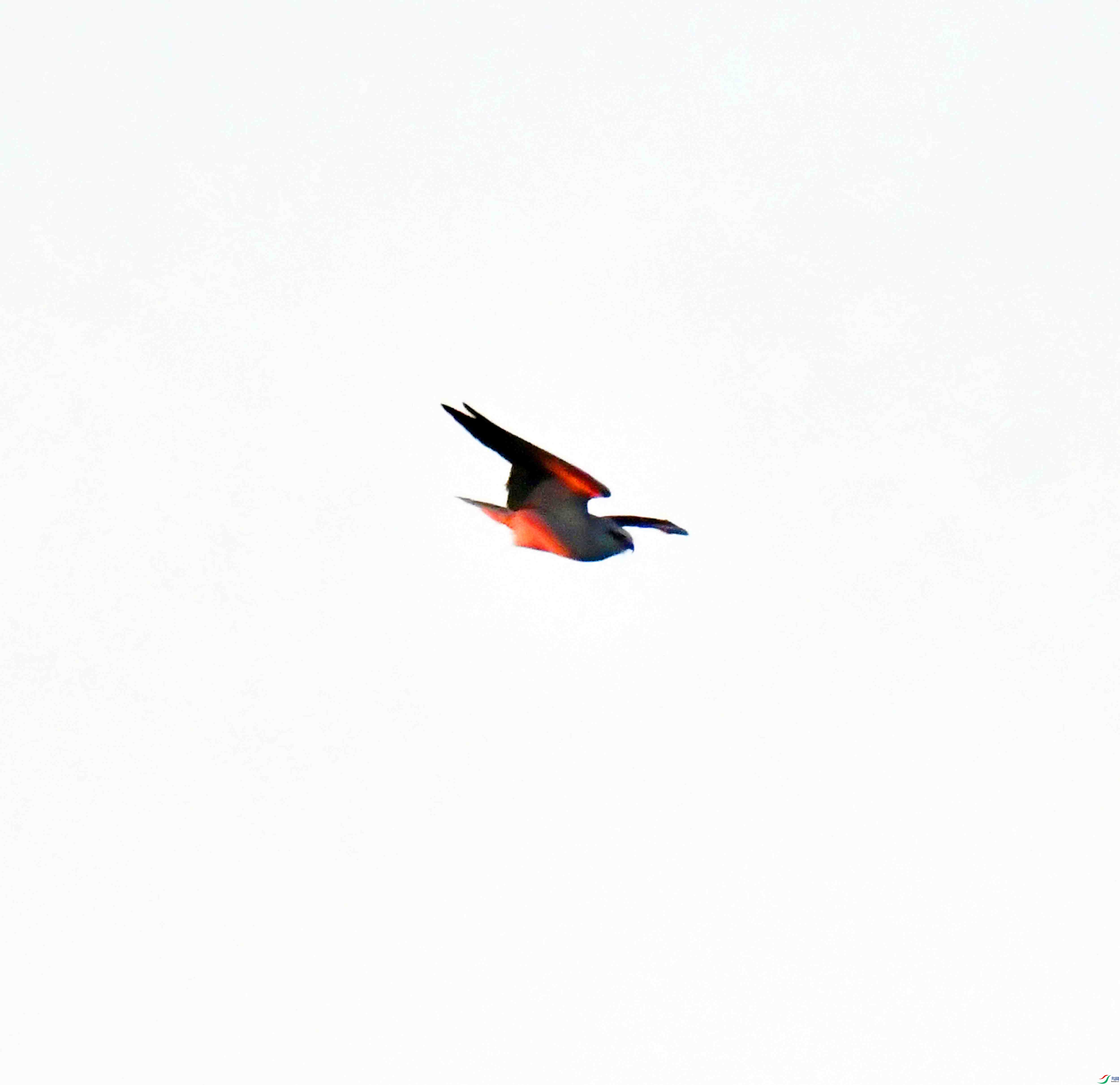 DSC_0981.JPG