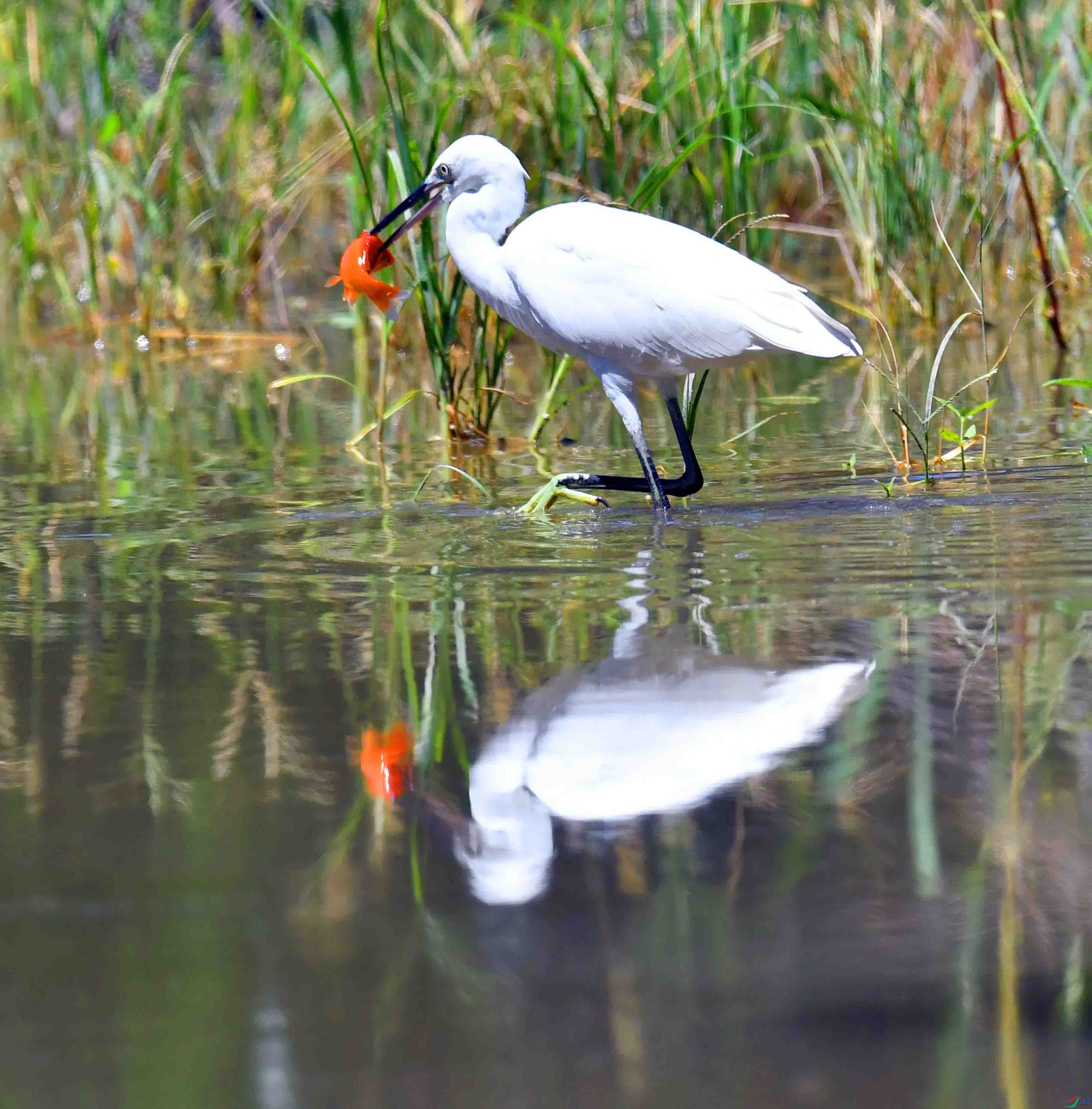 DSC_9305.JPG