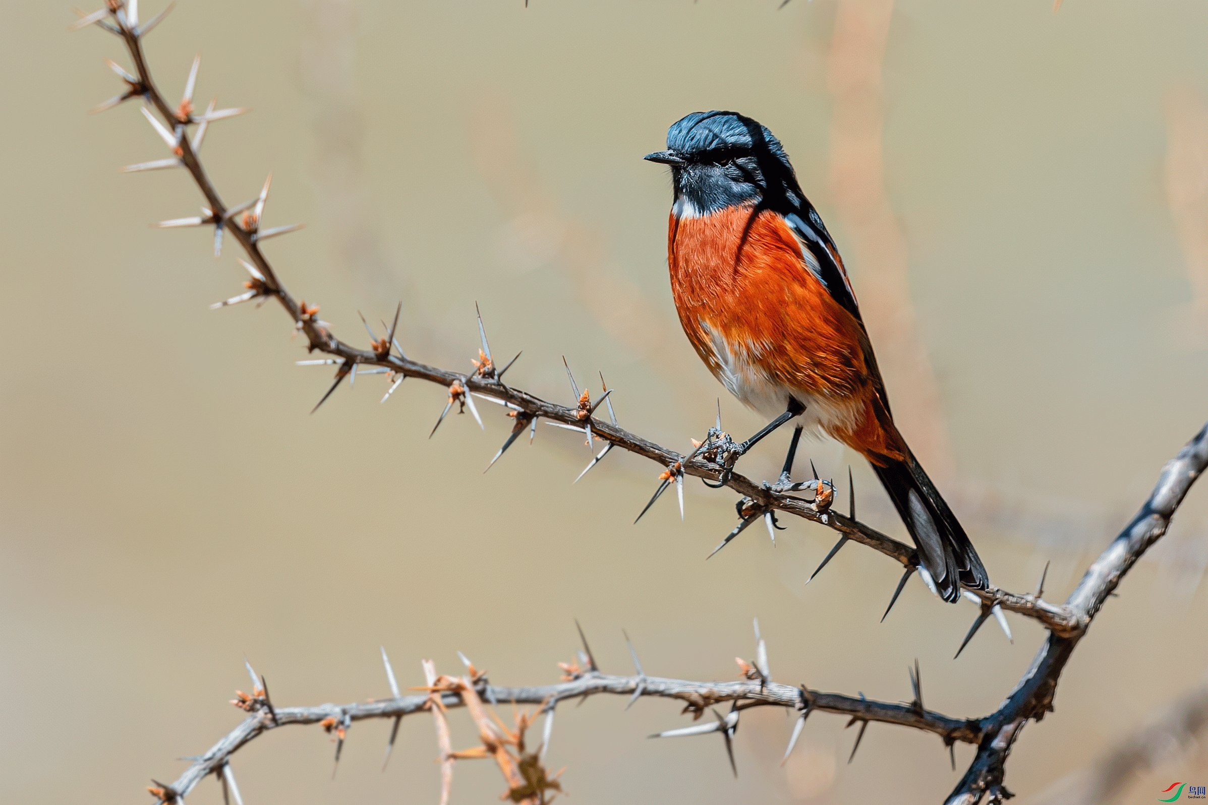 _DSC7347-21.gif