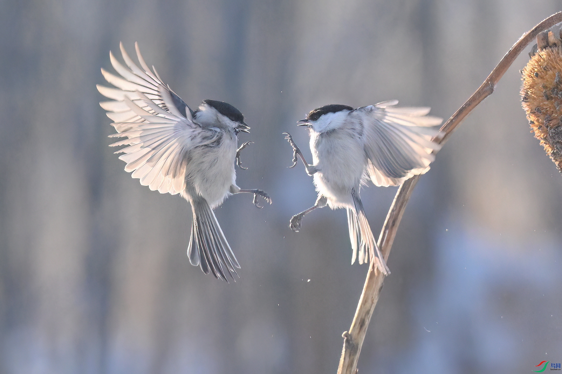 DSC_8804-2.jpg