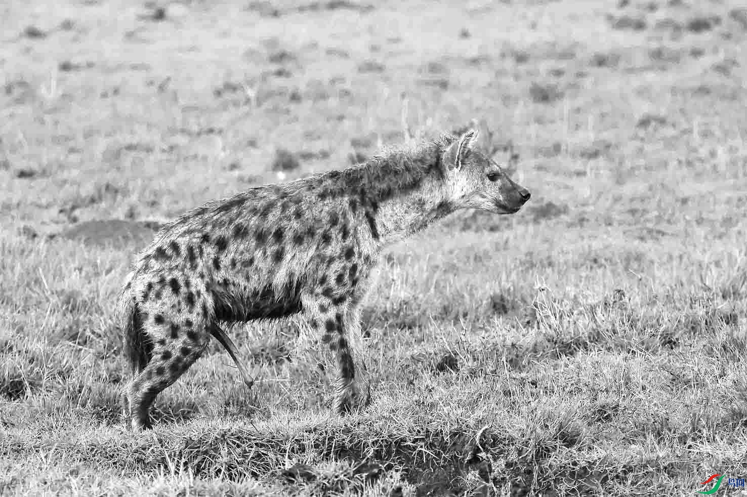 ������ֵļһ� ����.jpg