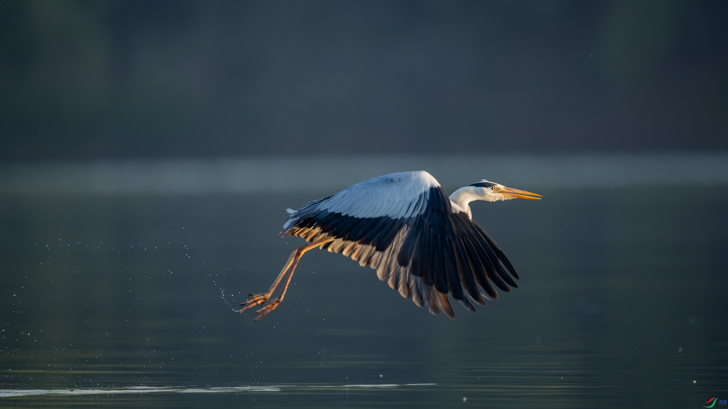 DSC_7419.jpg