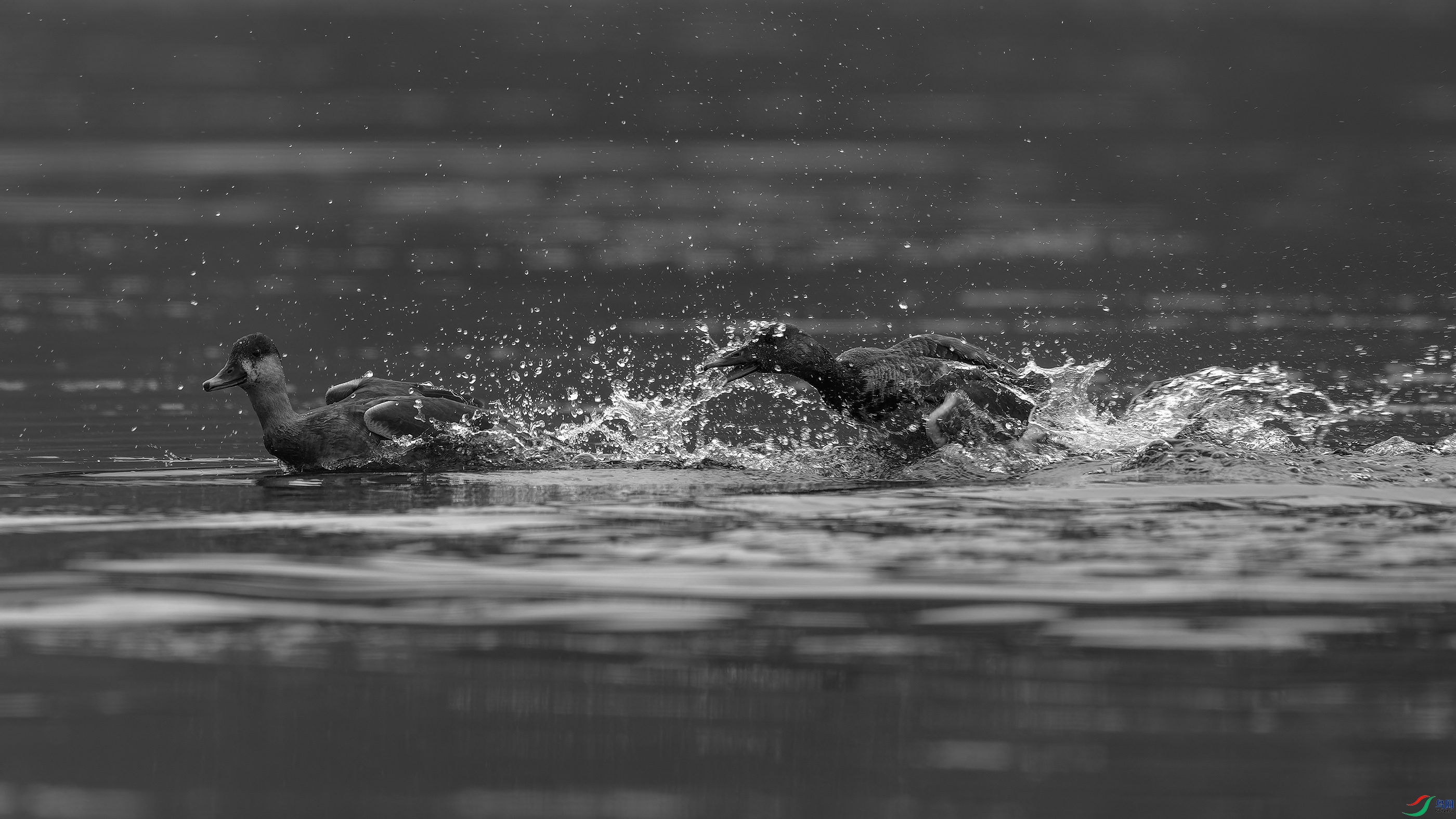 DSC_6366_DxO.jpg