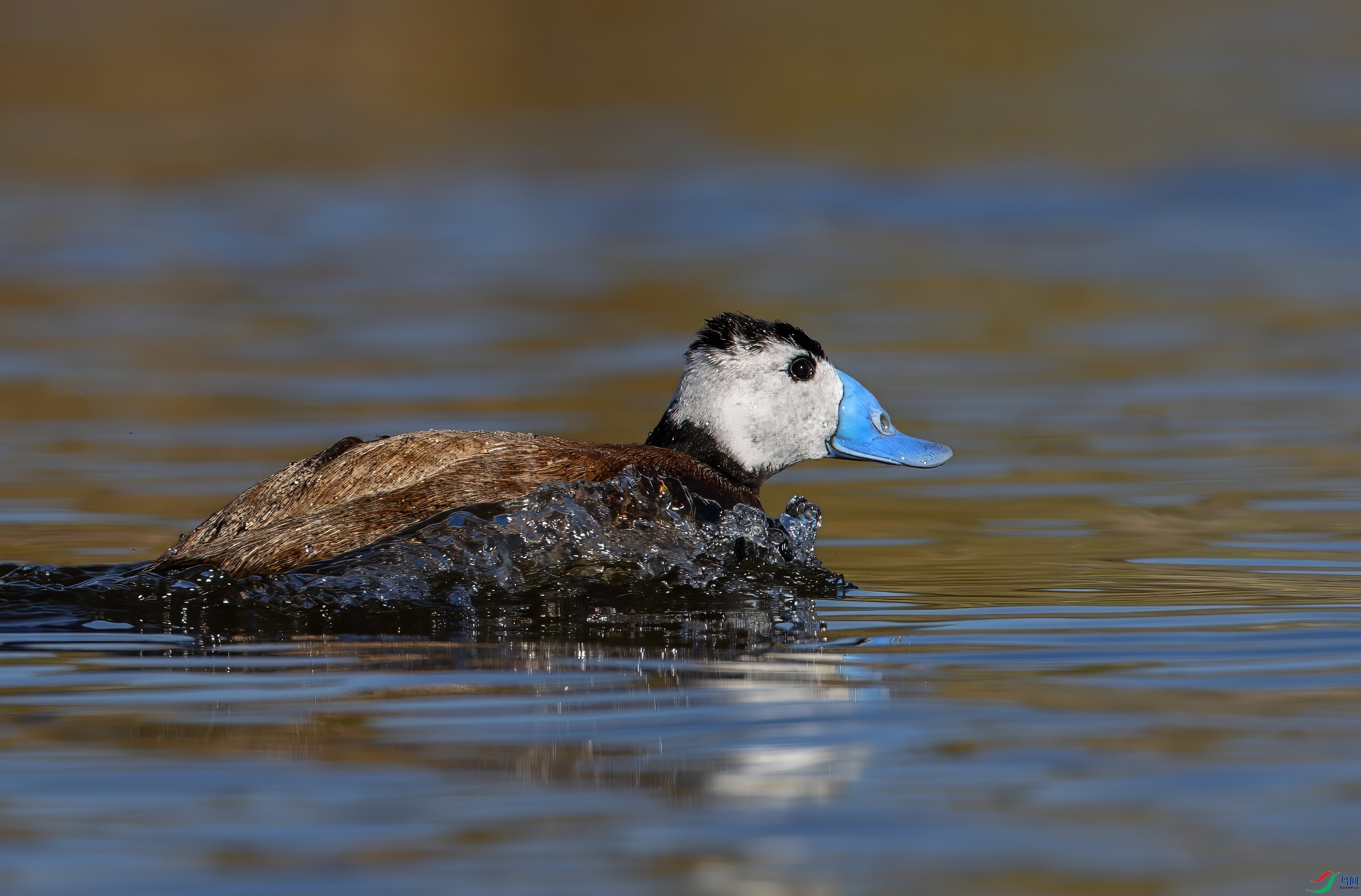 A06I8059-topaz-denoise.jpeg