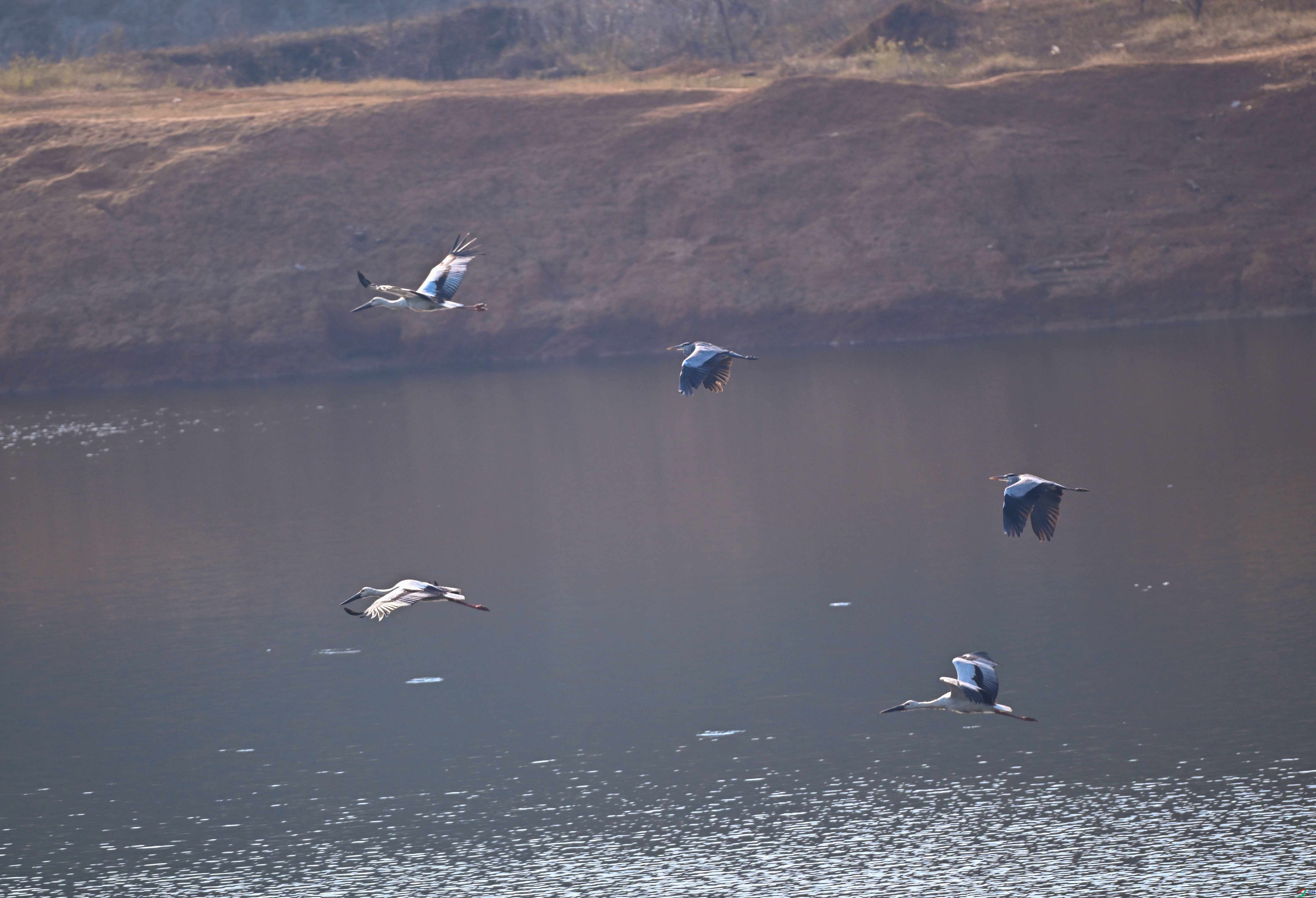 DSC_5204 ����_����.jpg