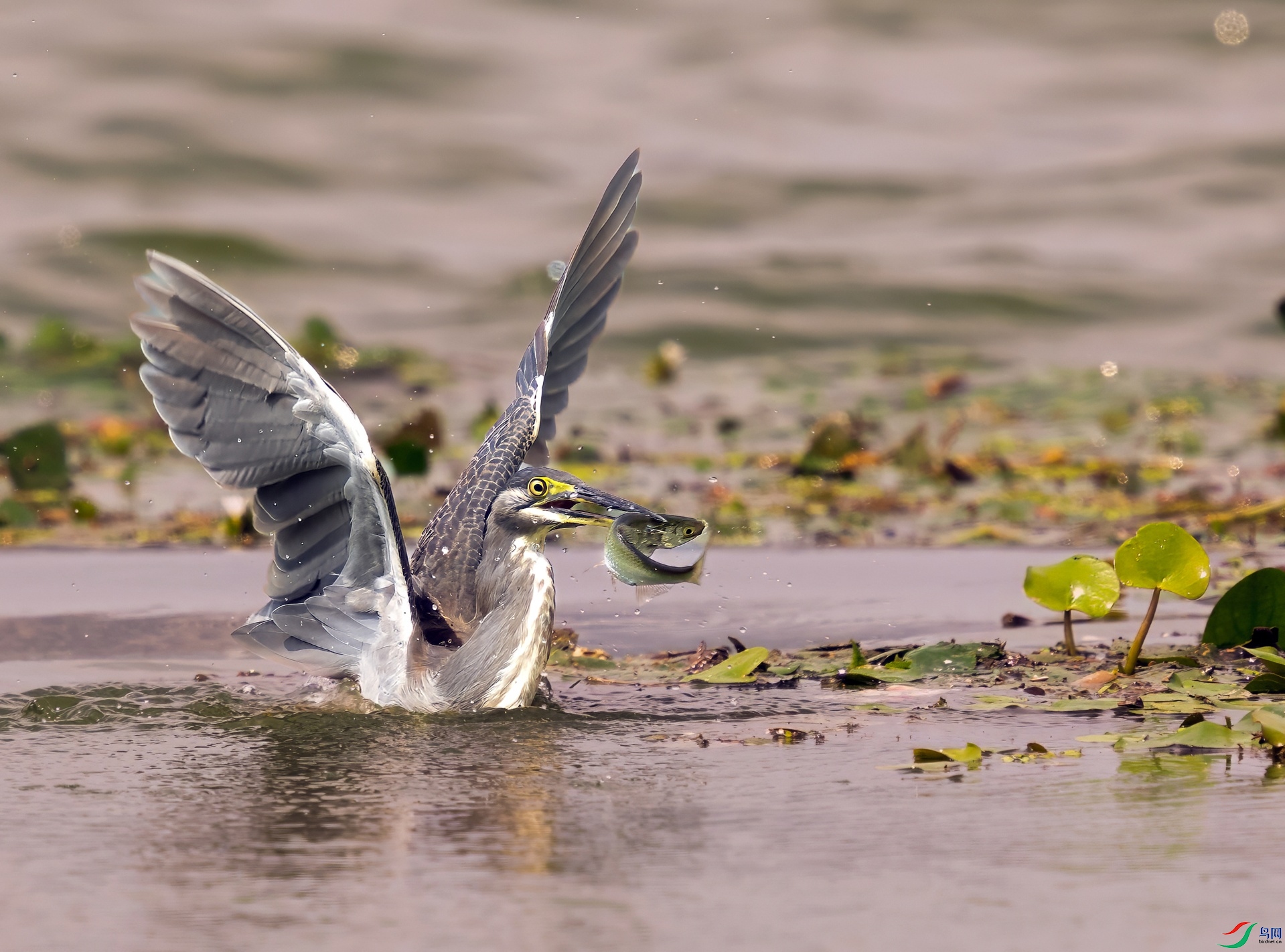 _DSC1265 ����-01.jpeg