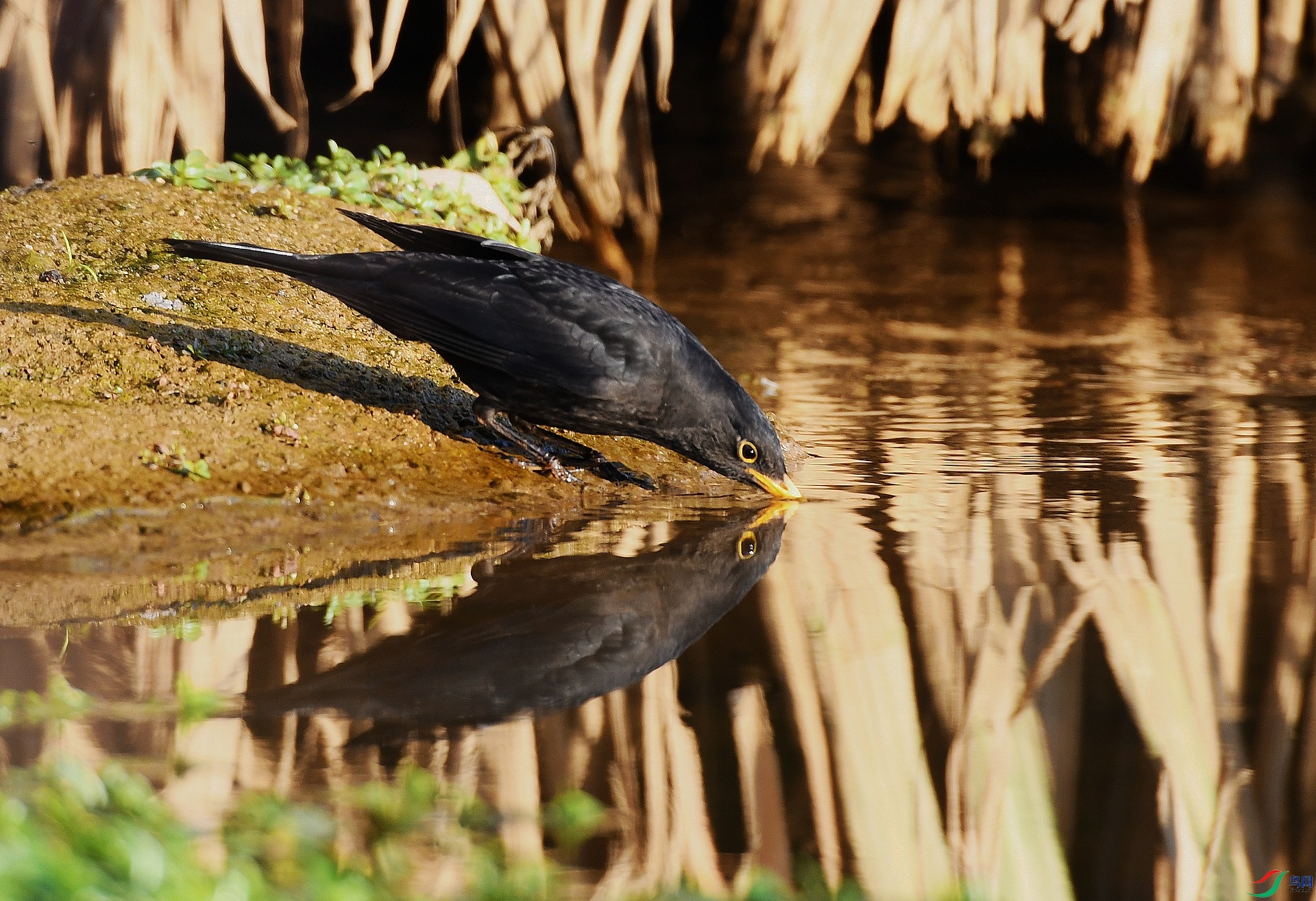 DSC_2355.jpg