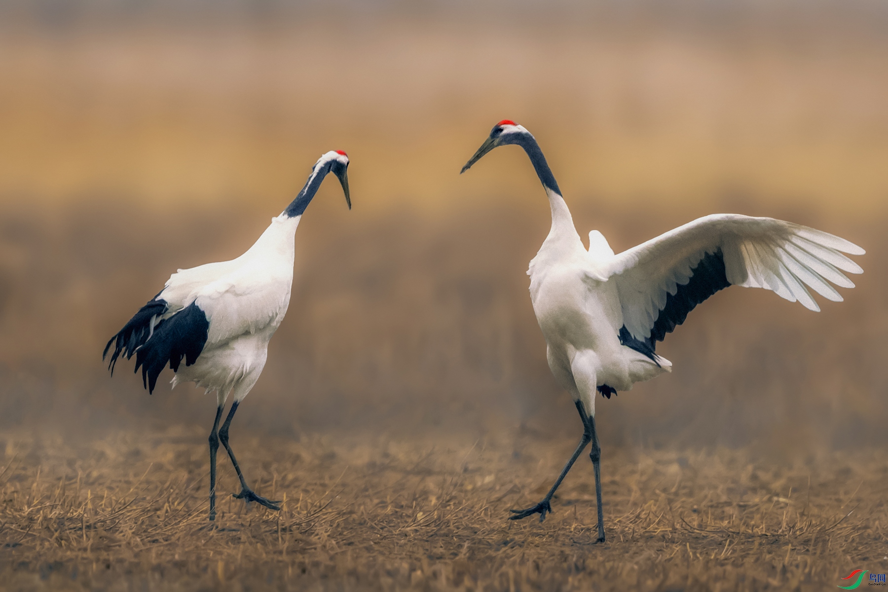 ����----�ඥ������֮��