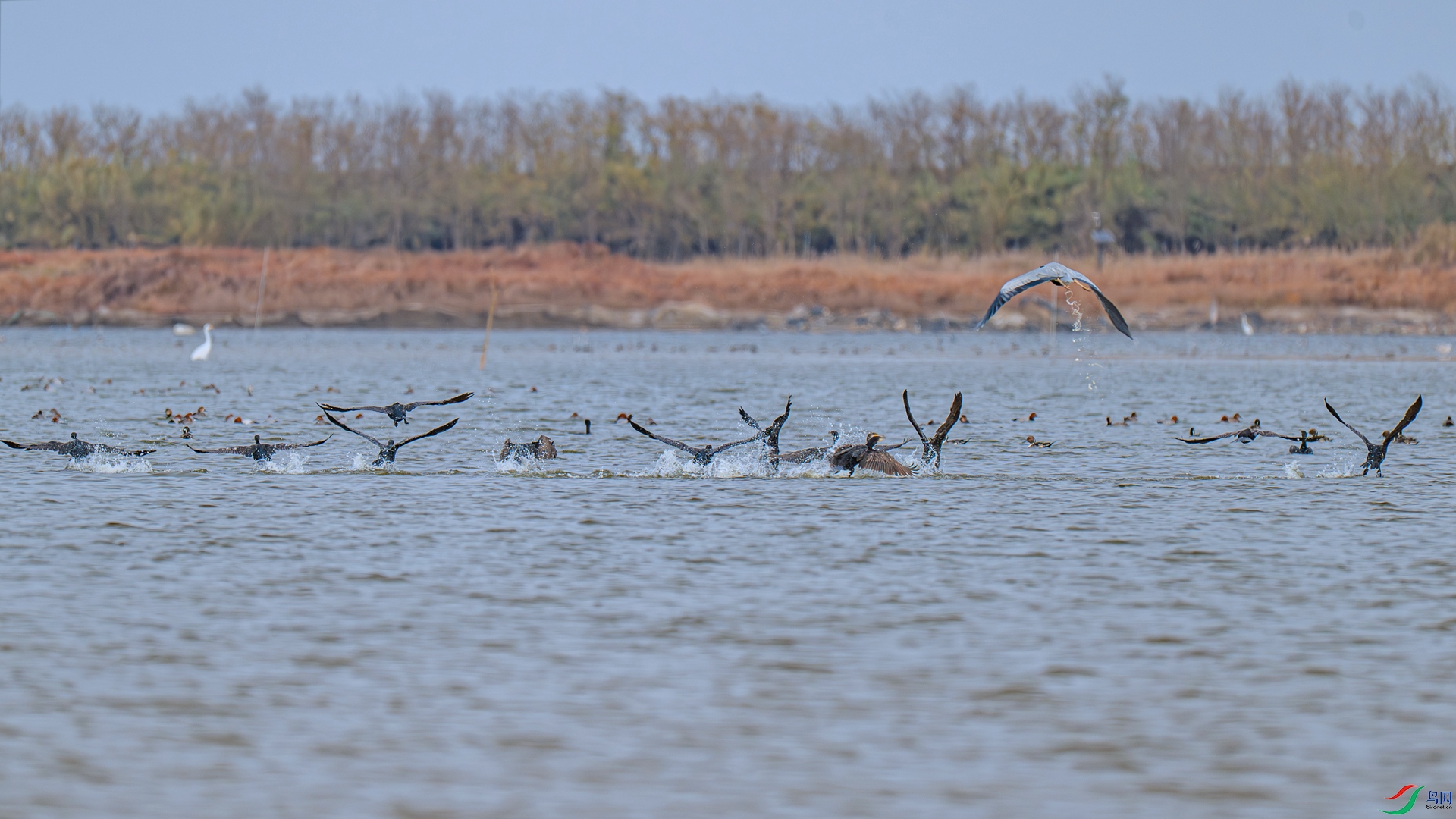 DSC_3762 ����_����.jpg