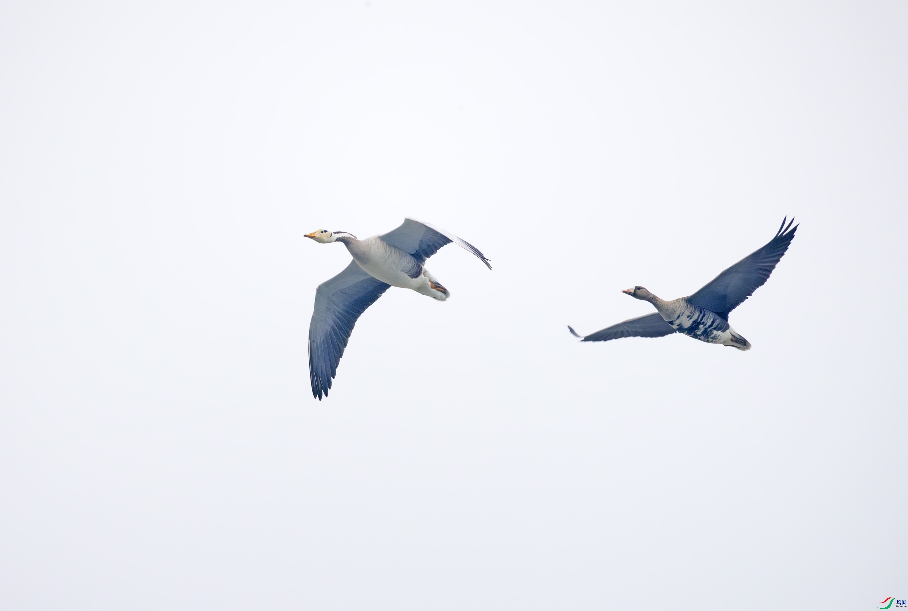 G47A6642-����ǿ-NR ����.jpg