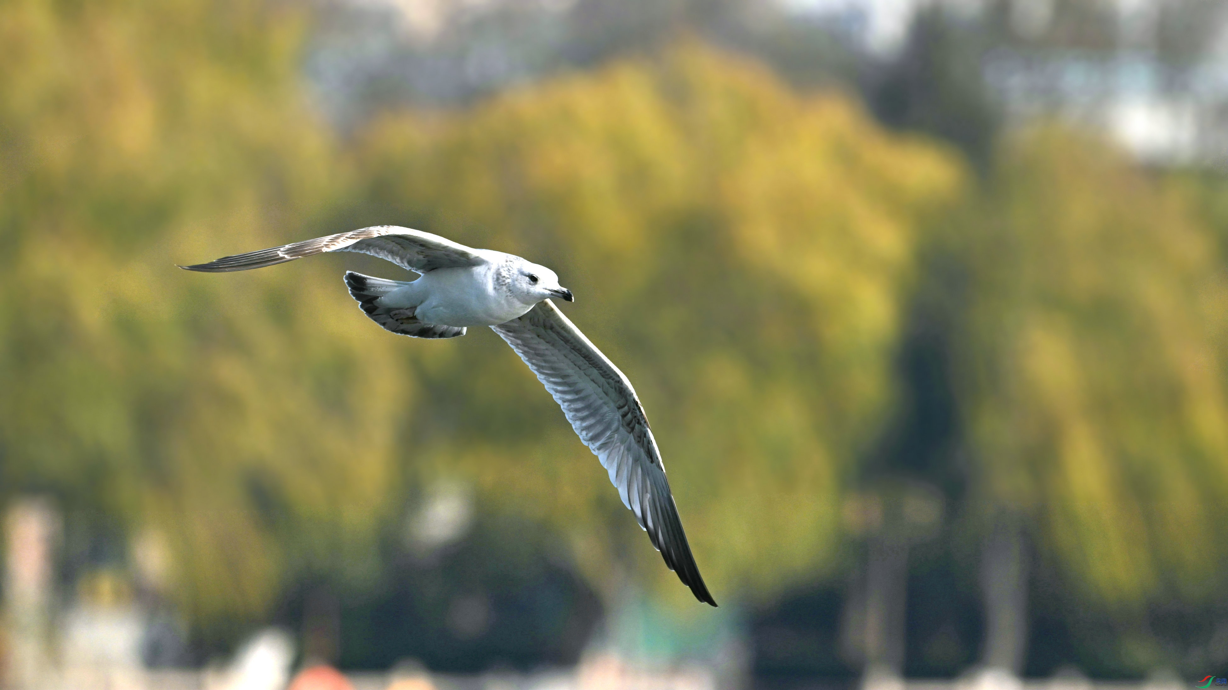 DSC_5830.JPG