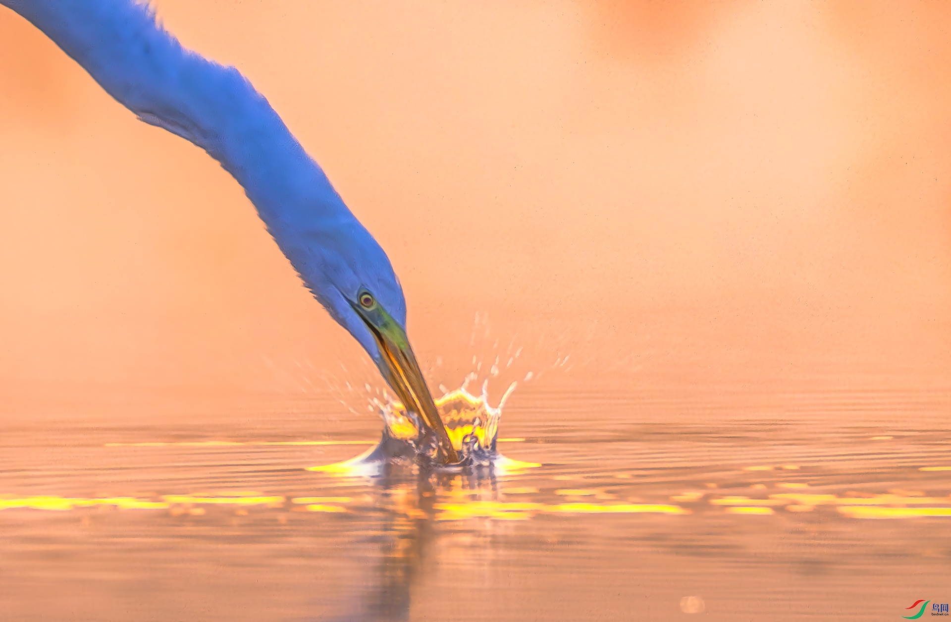 407A7059-����ǿ-NR ����-Sha---11  .jpg