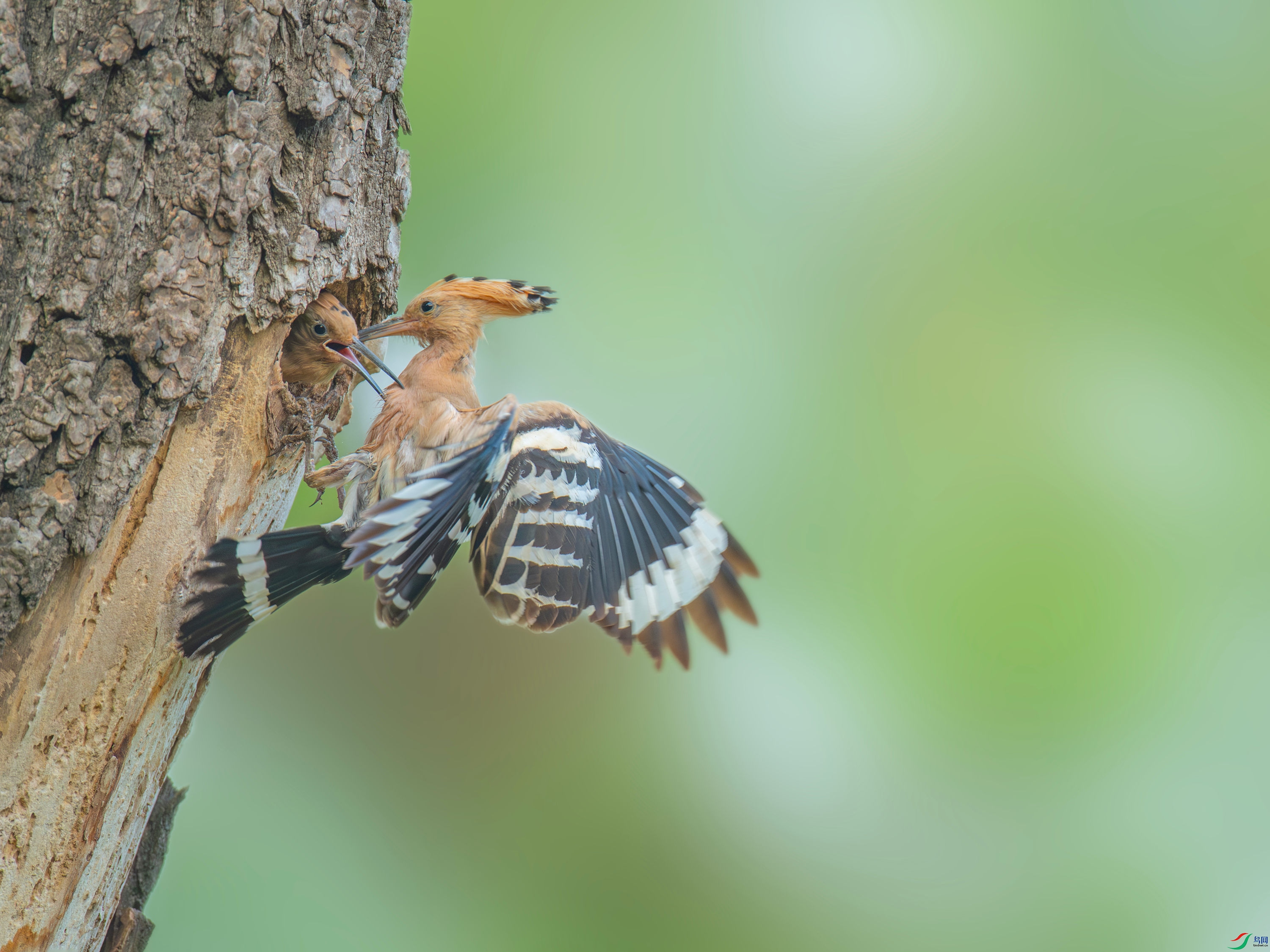 ��ʤ (1).jpg