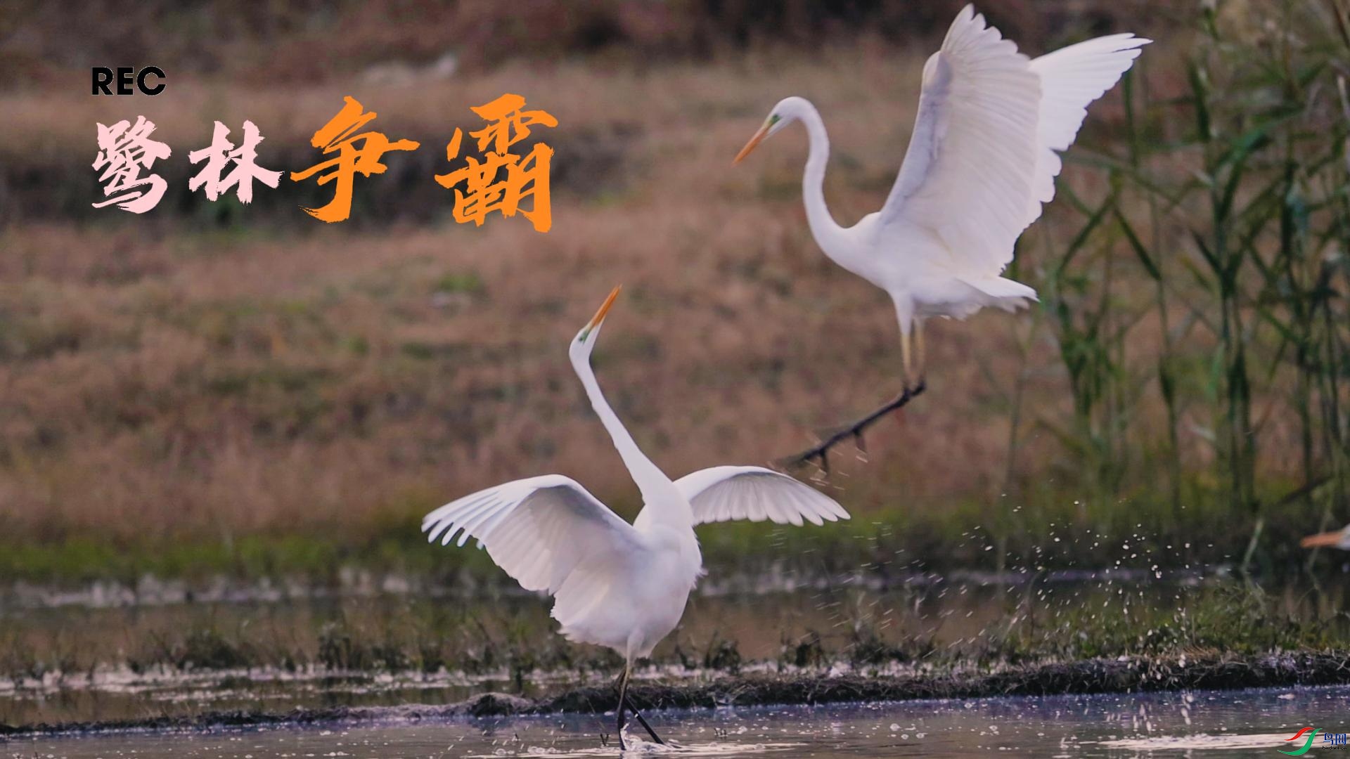 12��10�� ��������-����.jpg