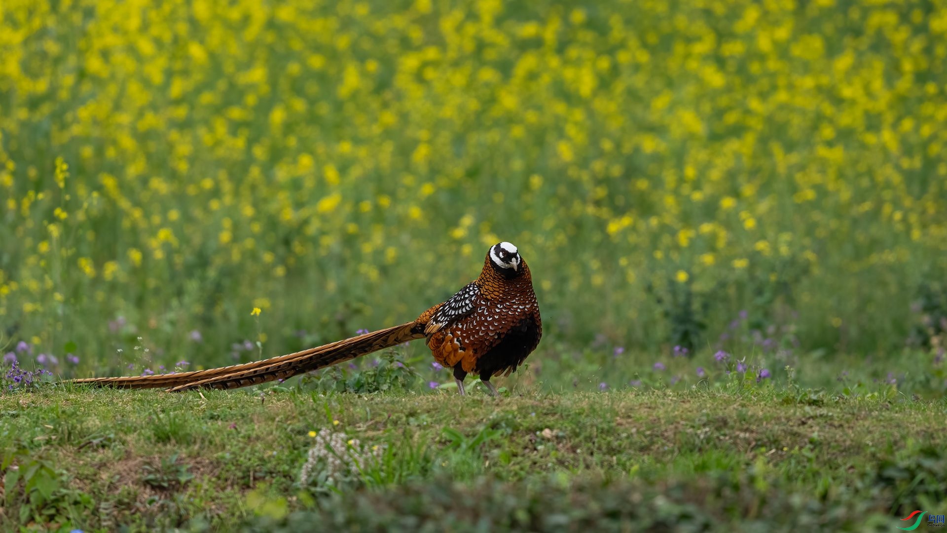 DSC09655 ����.jpg