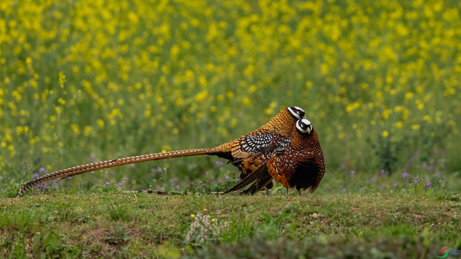 DSC09701 ����.jpg