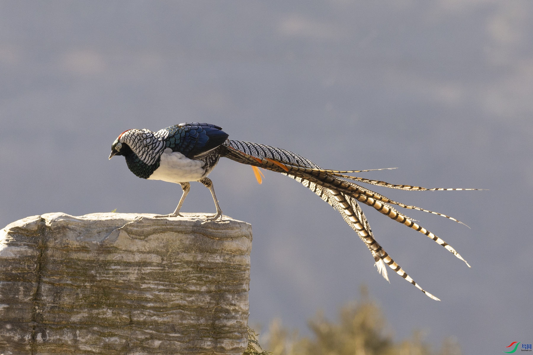 �׸�����