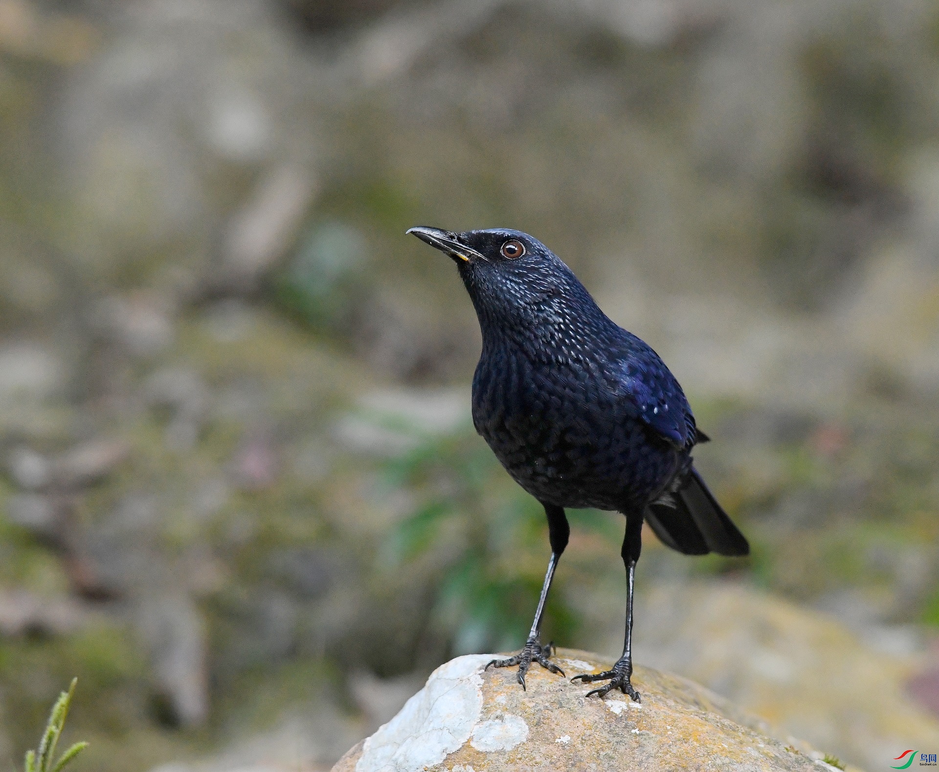 DSC_2780.jpg