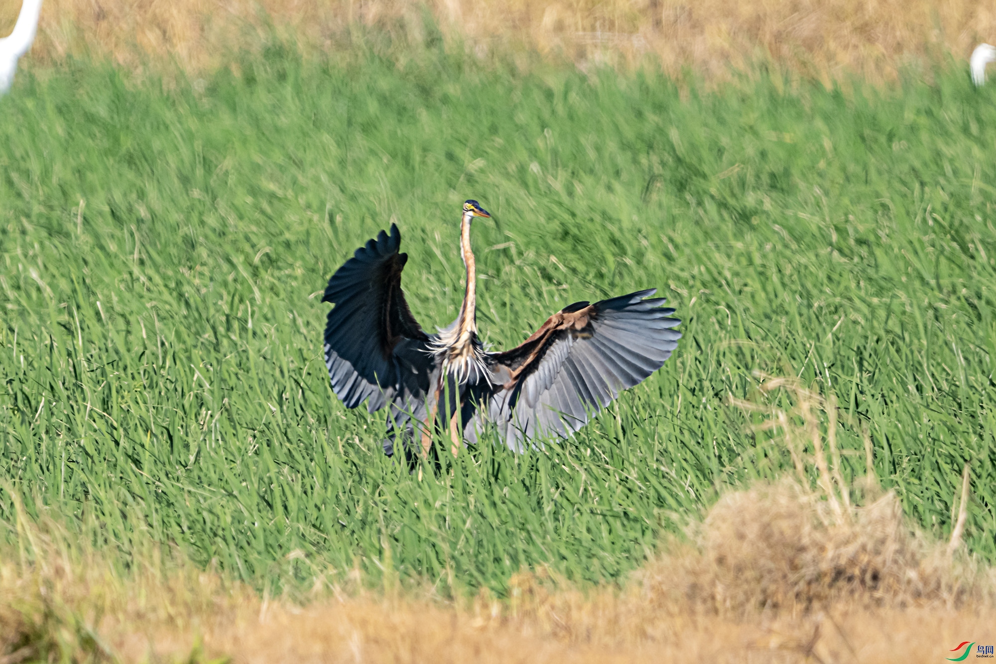 DSC_6388.jpg