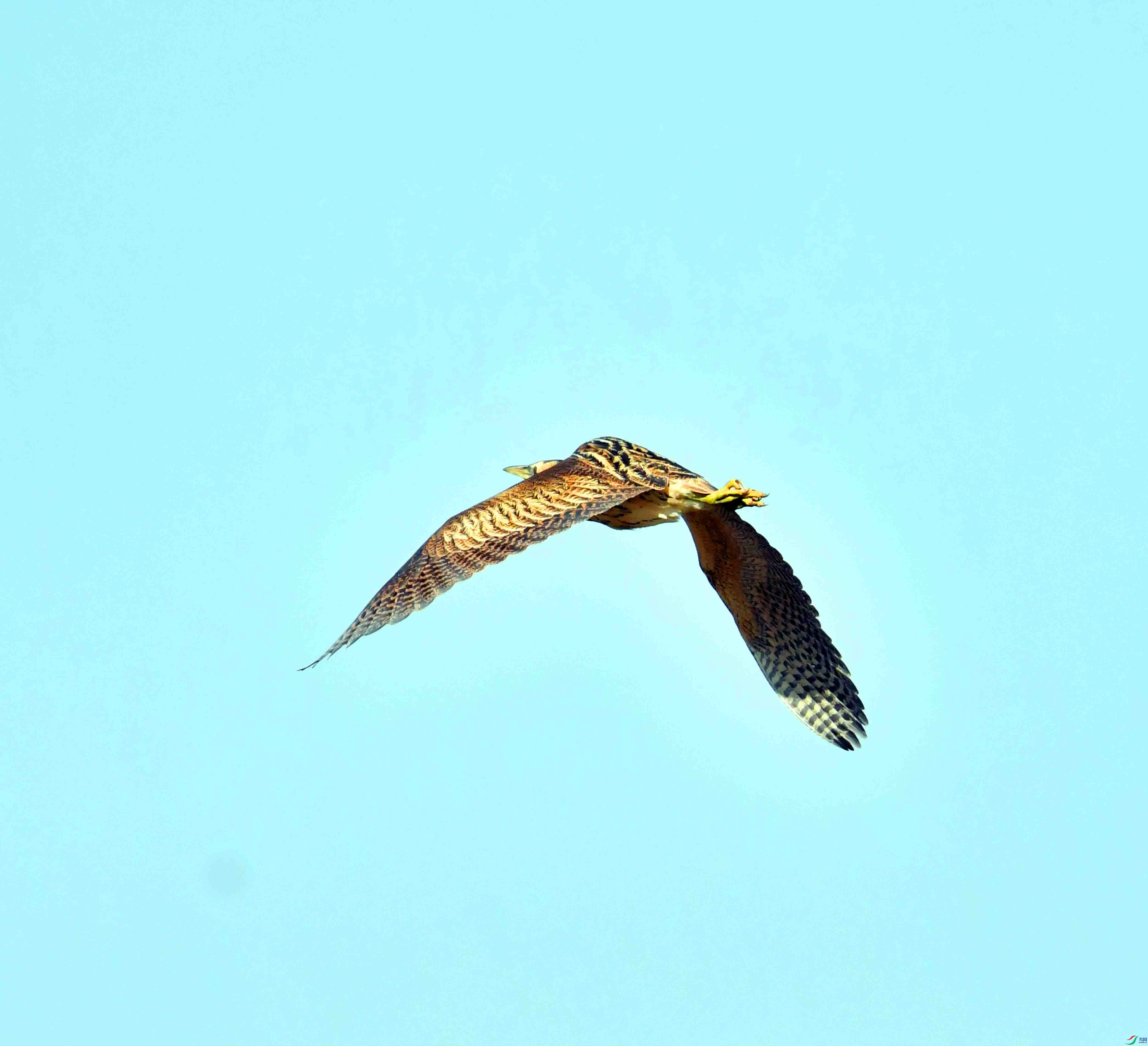 DSC_0184.JPG