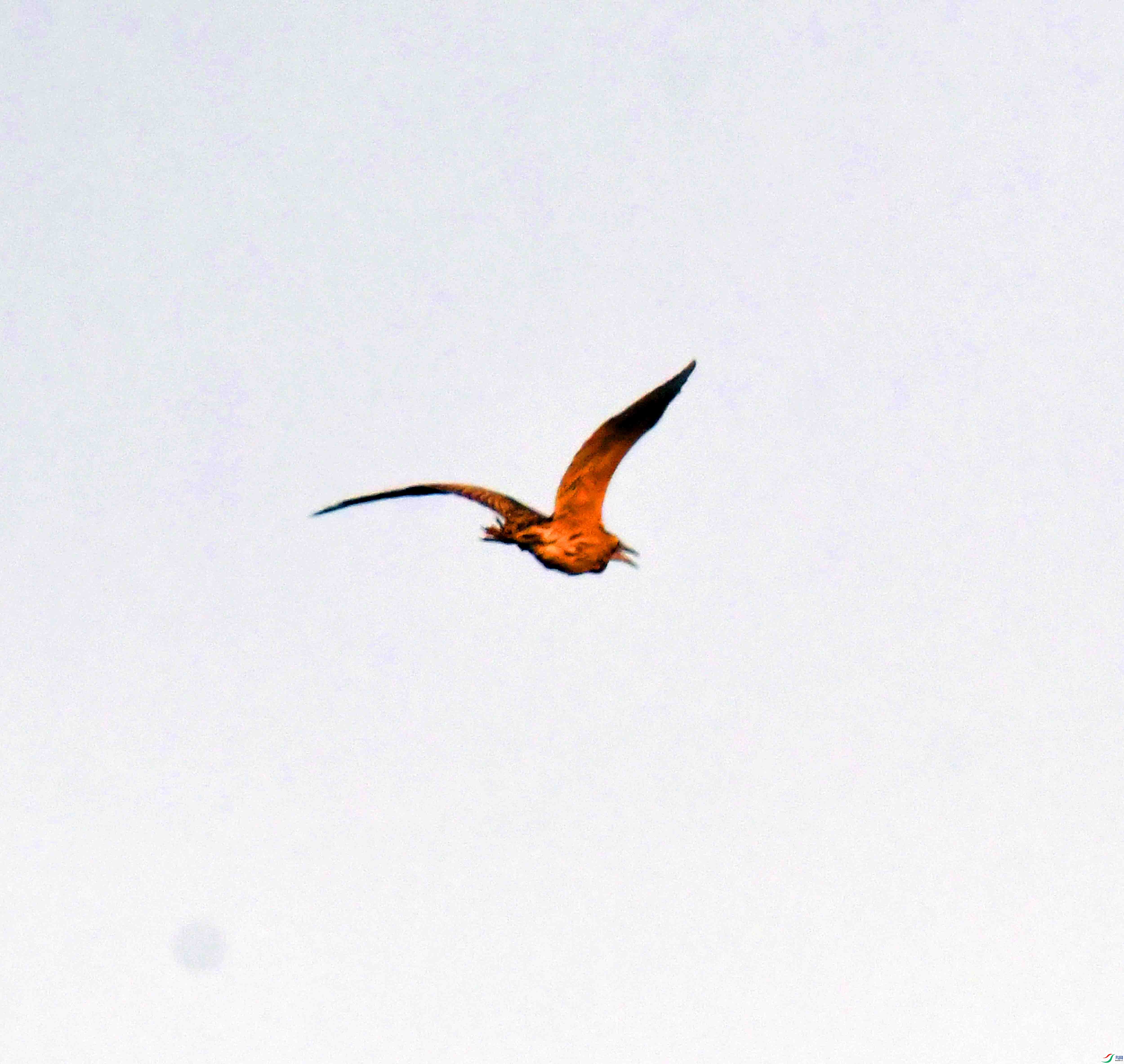 DSC_2196.JPG