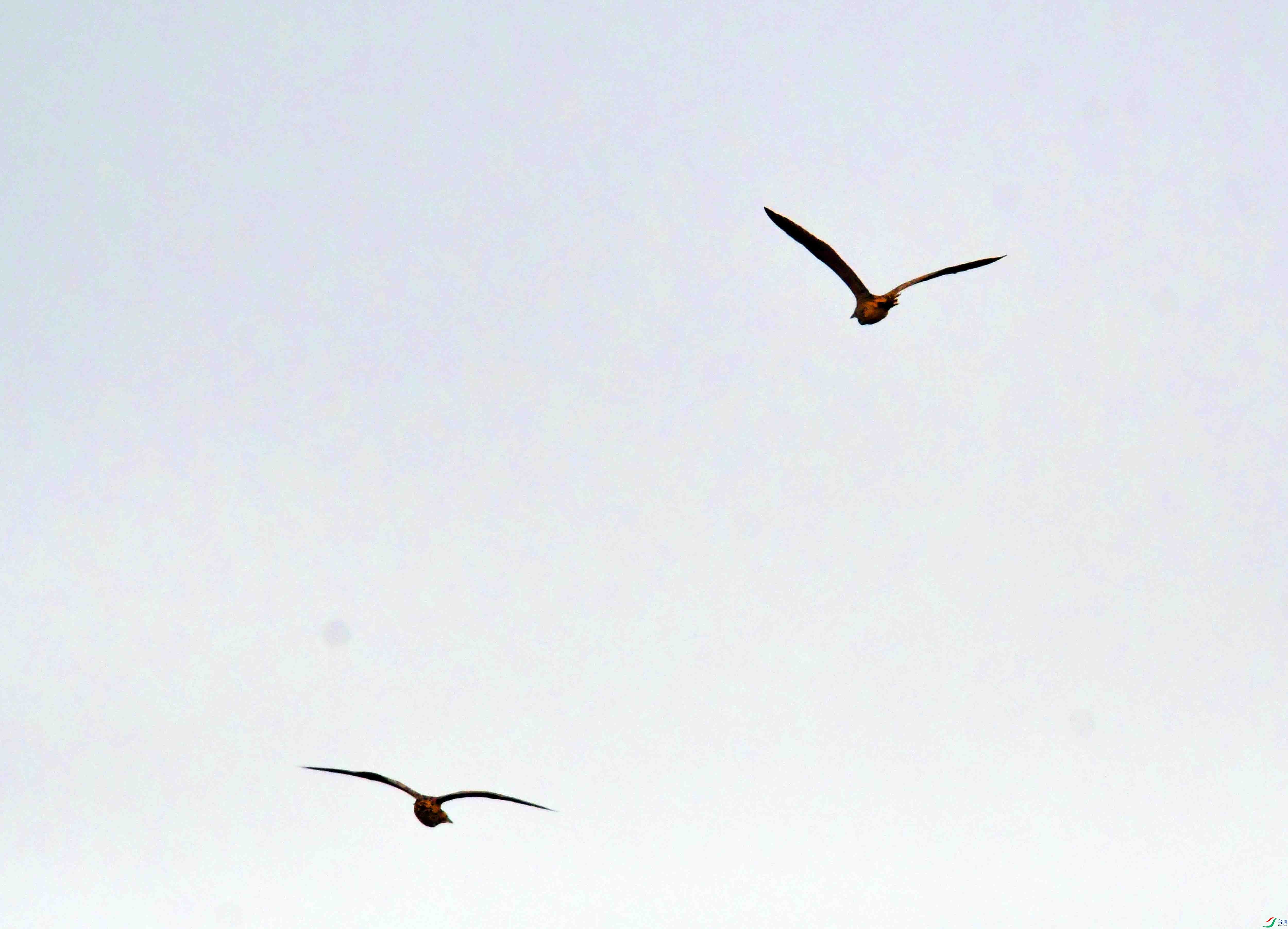 DSC_2204.JPG