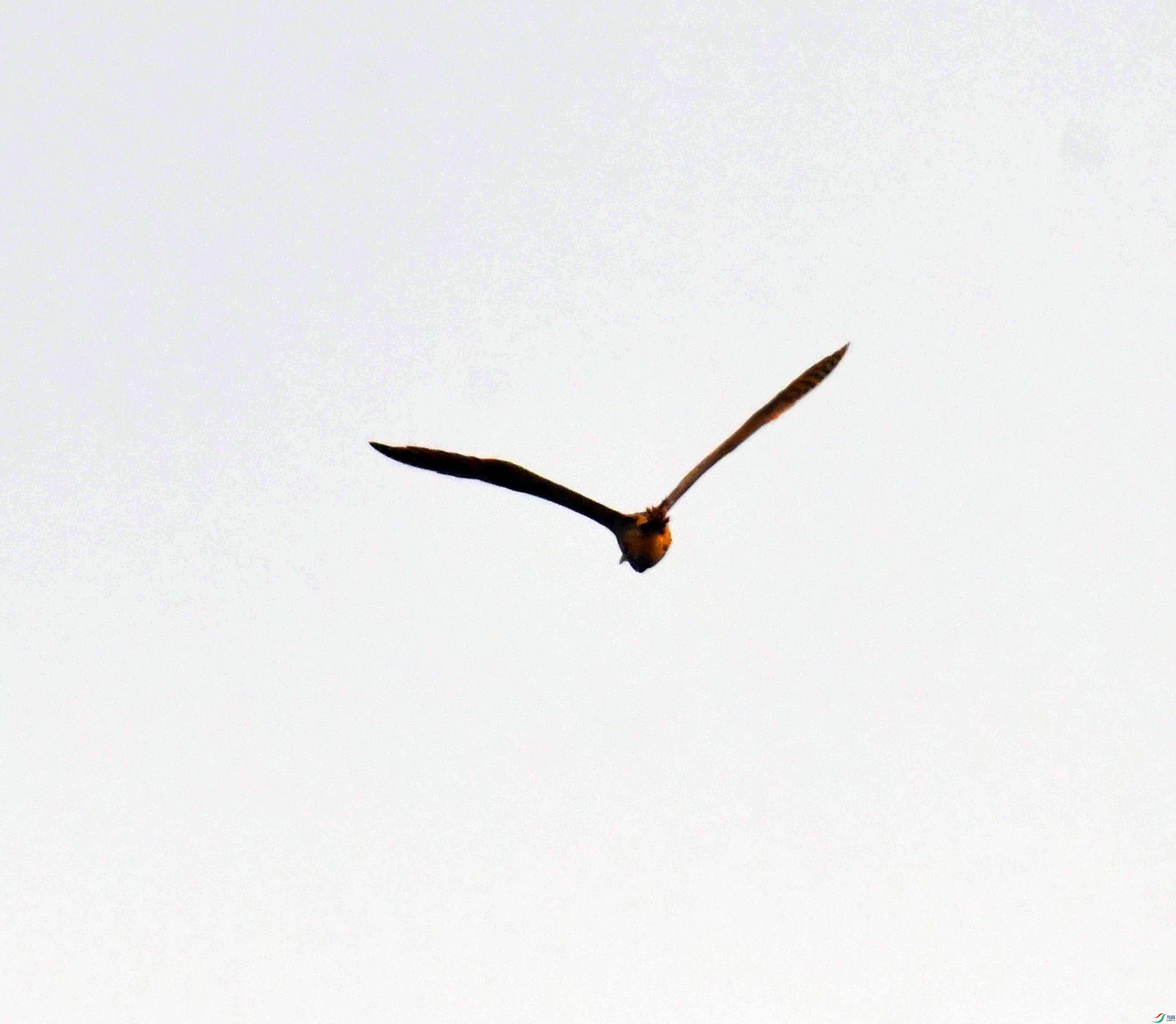 DSC_2203.JPG