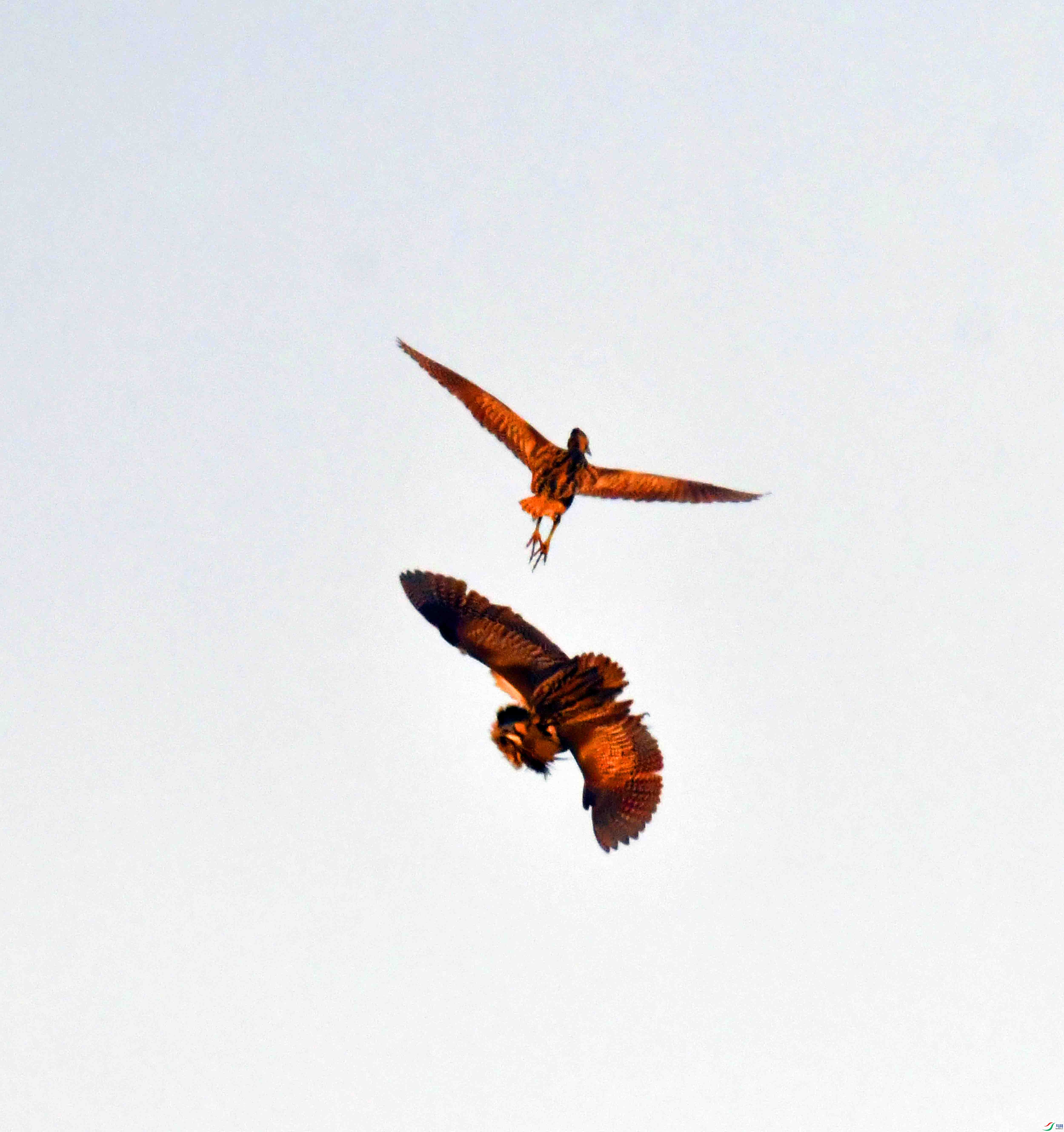 DSC_2209.JPG