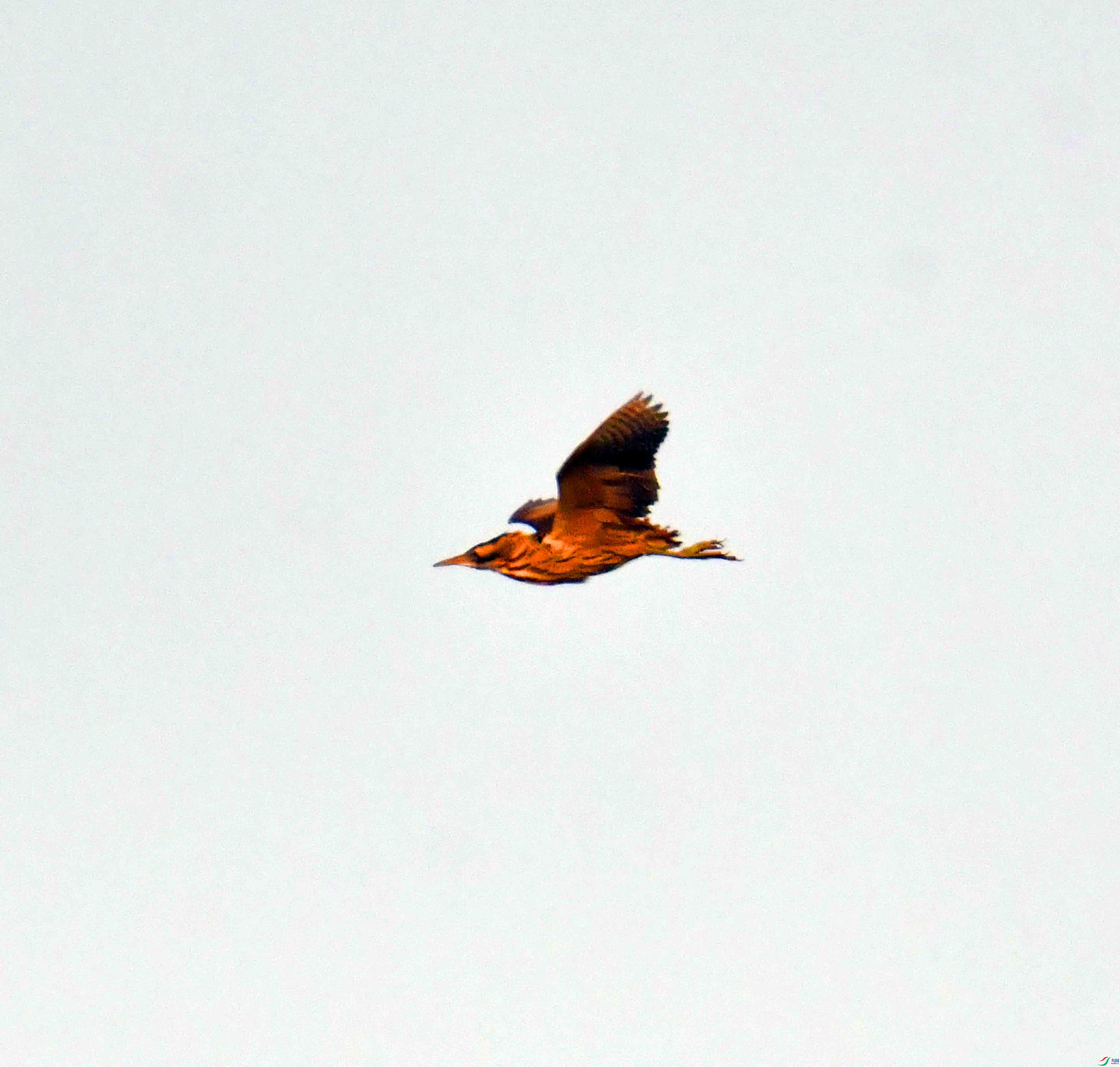 DSC_2212.JPG