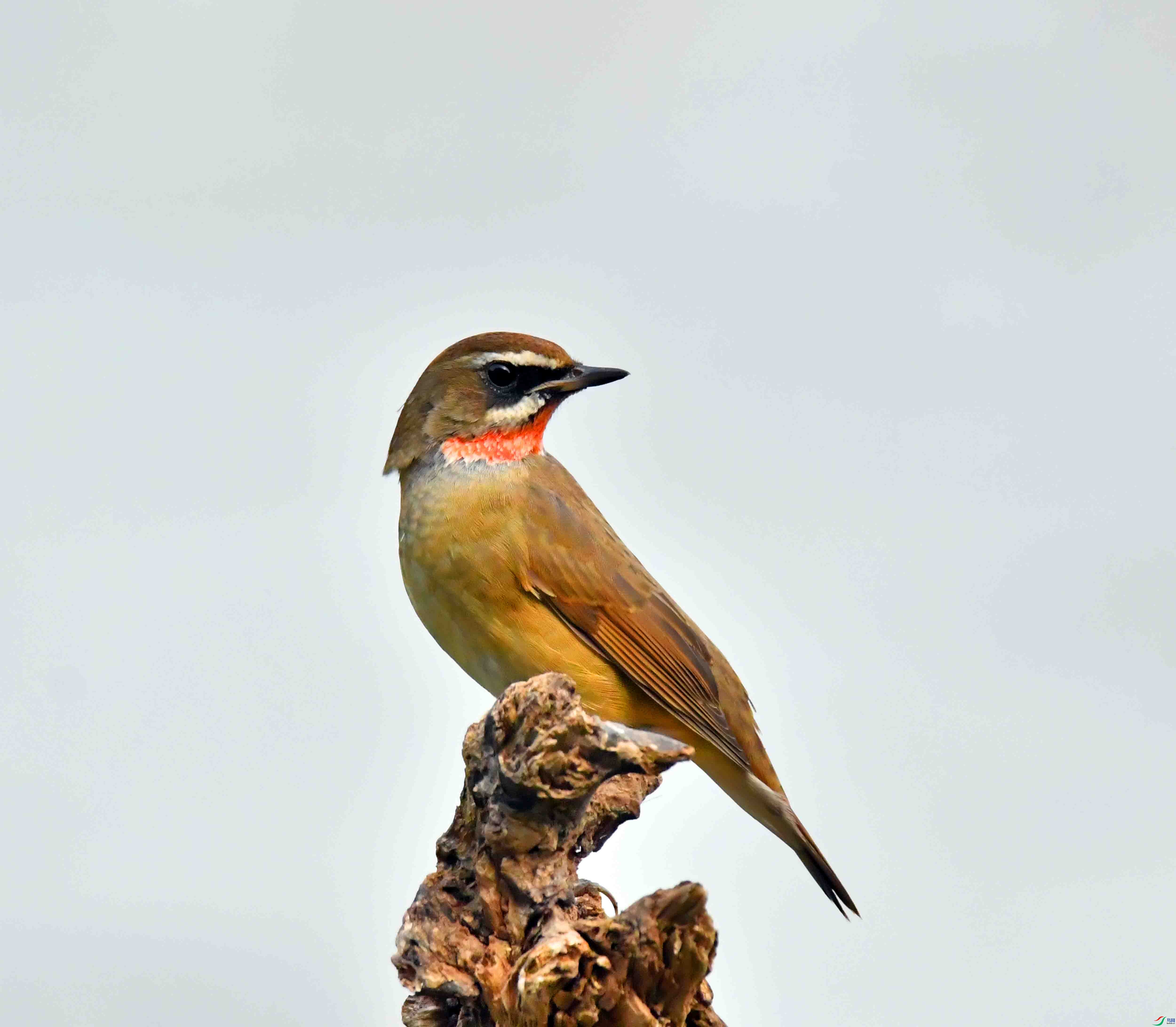 DSC_6323.JPG