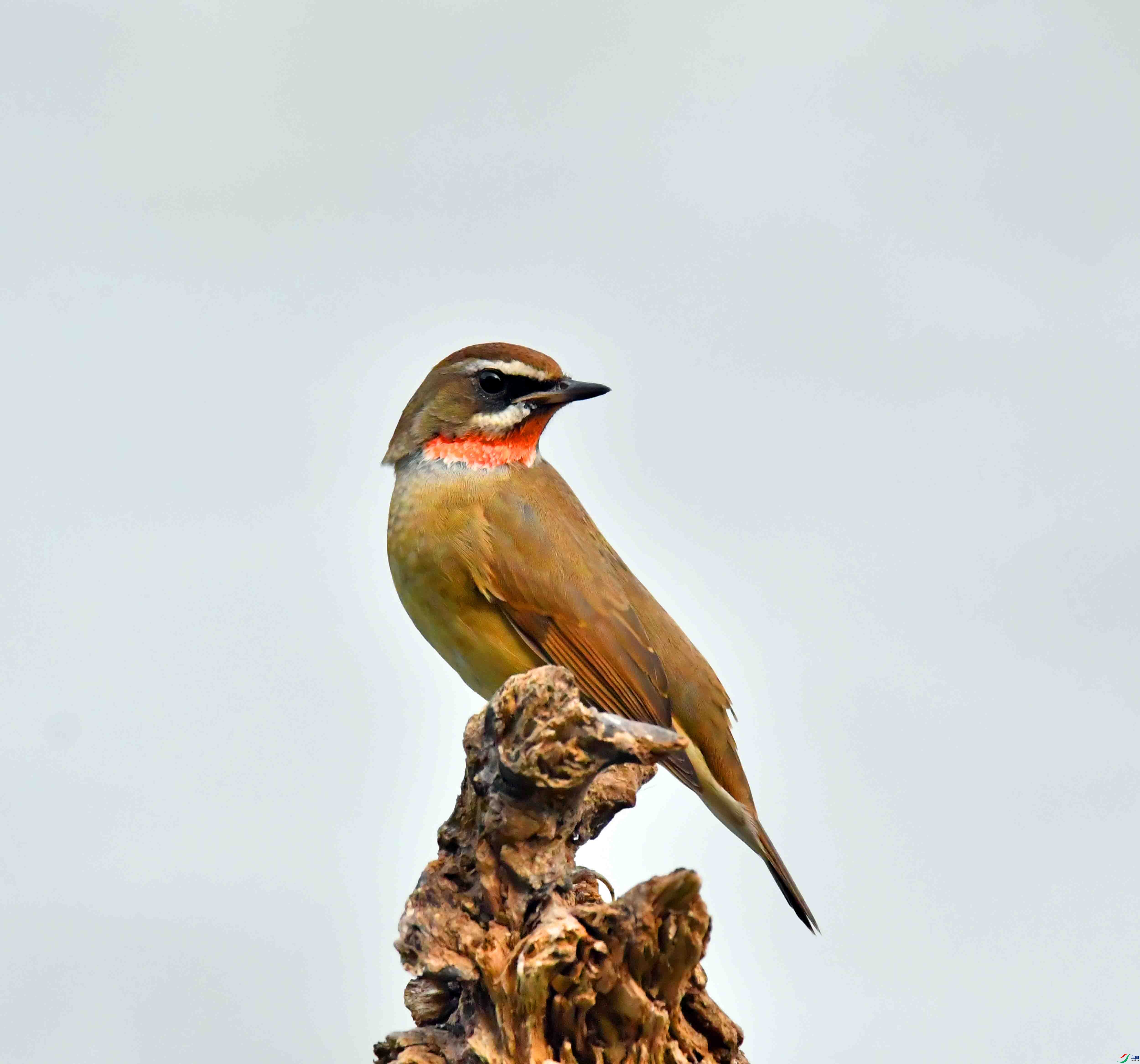 DSC_6334.JPG