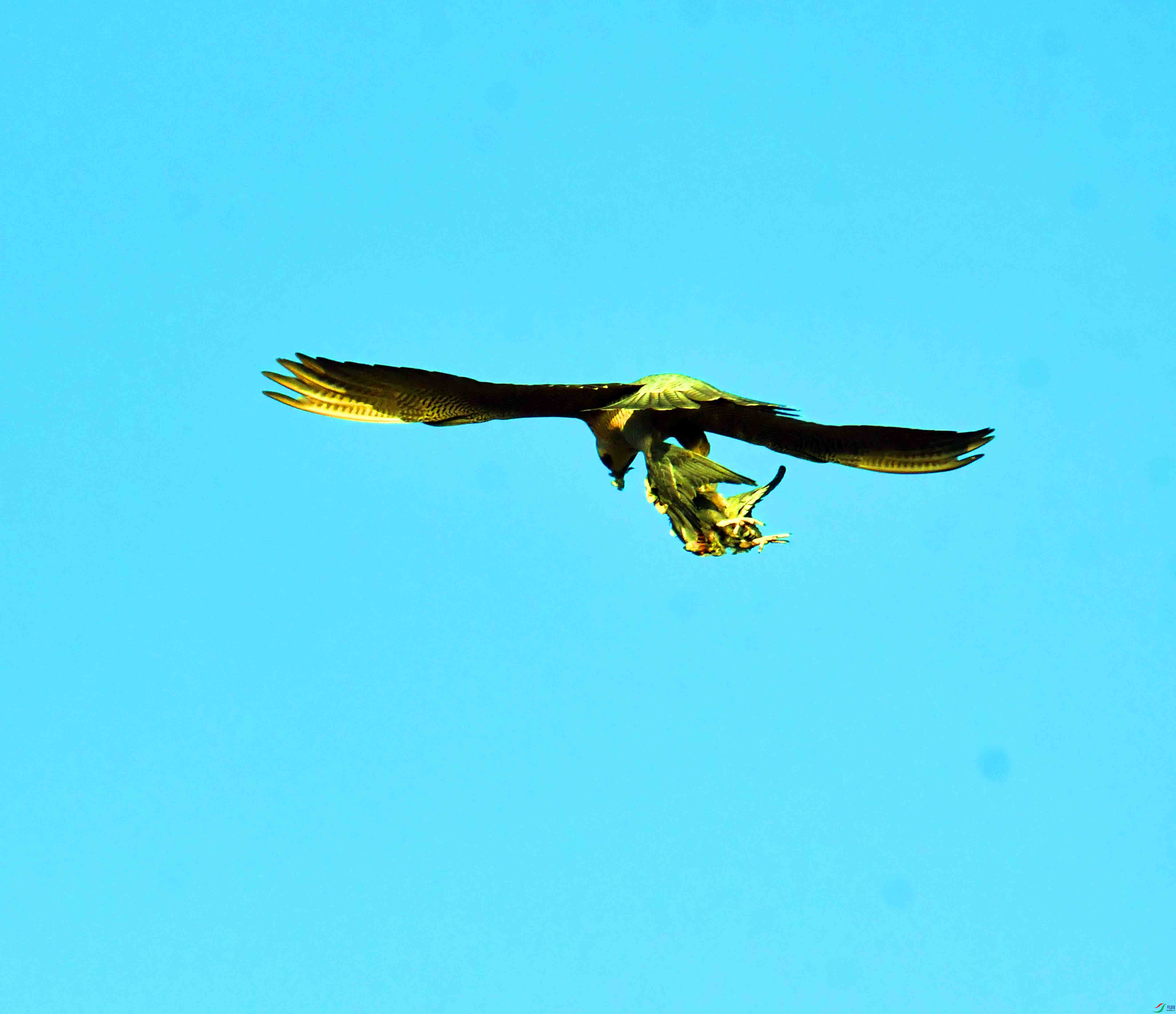 DSC_4810.JPG