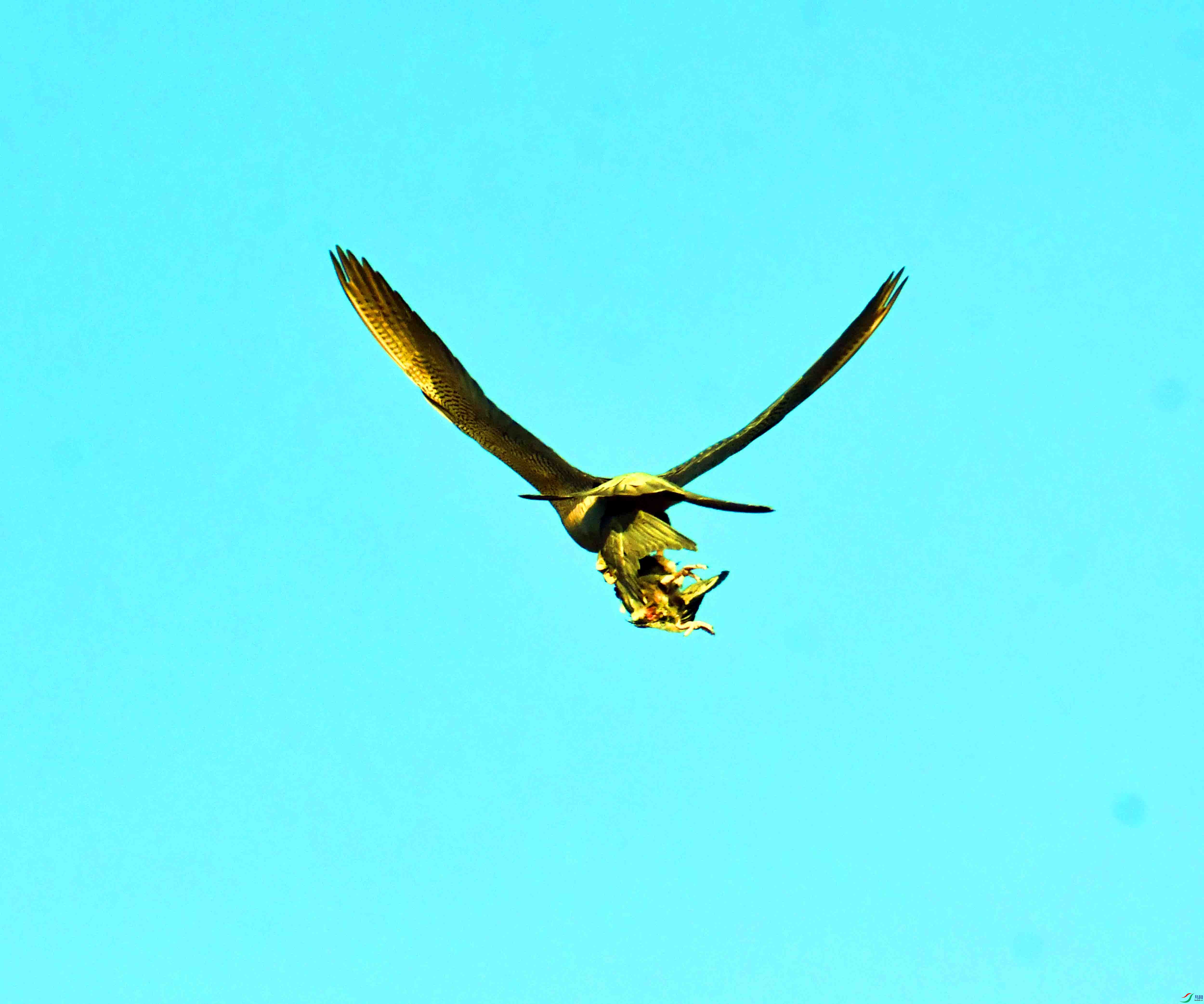 DSC_4811.JPG