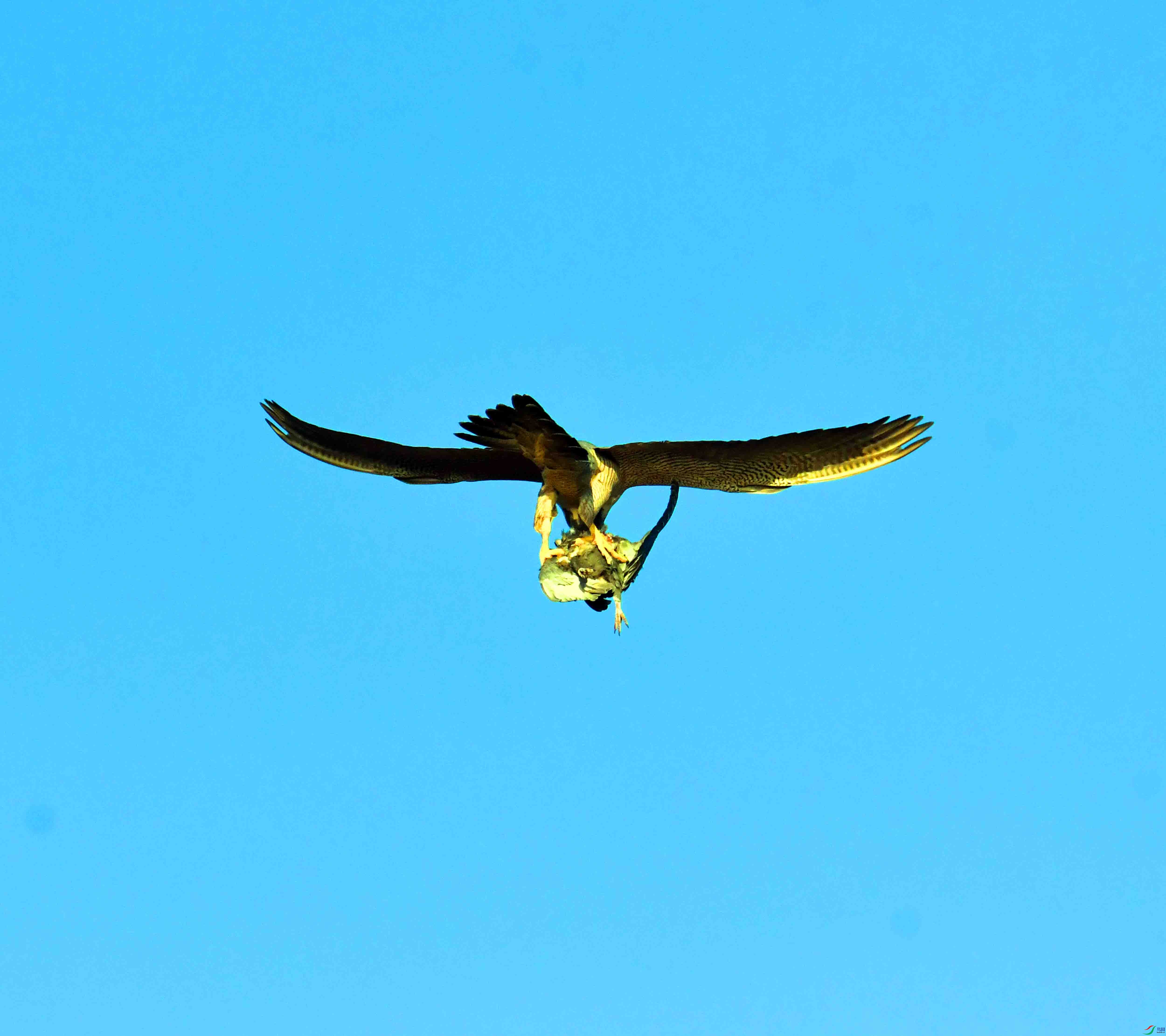 DSC_4815.JPG
