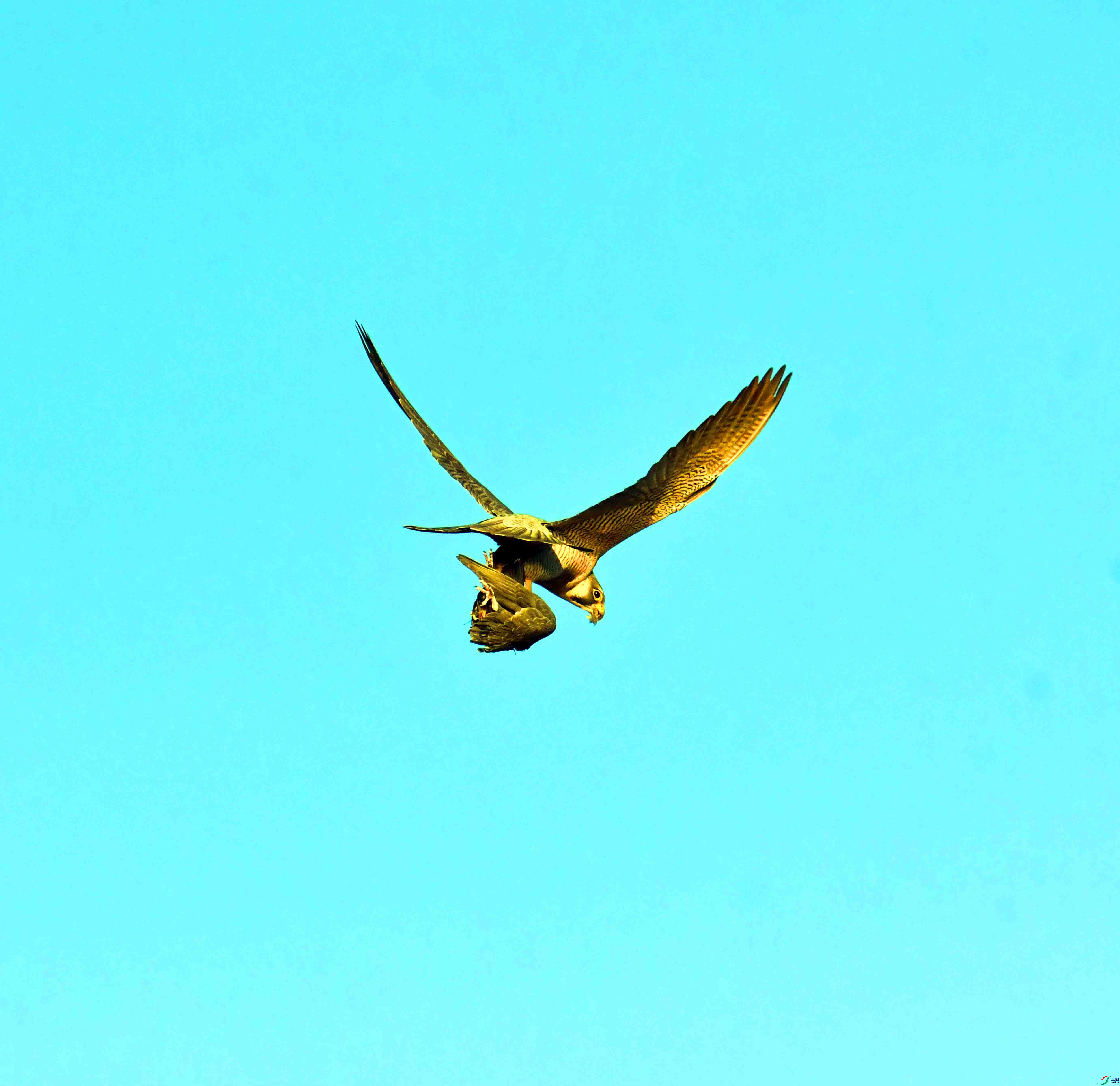 DSC_4819.JPG