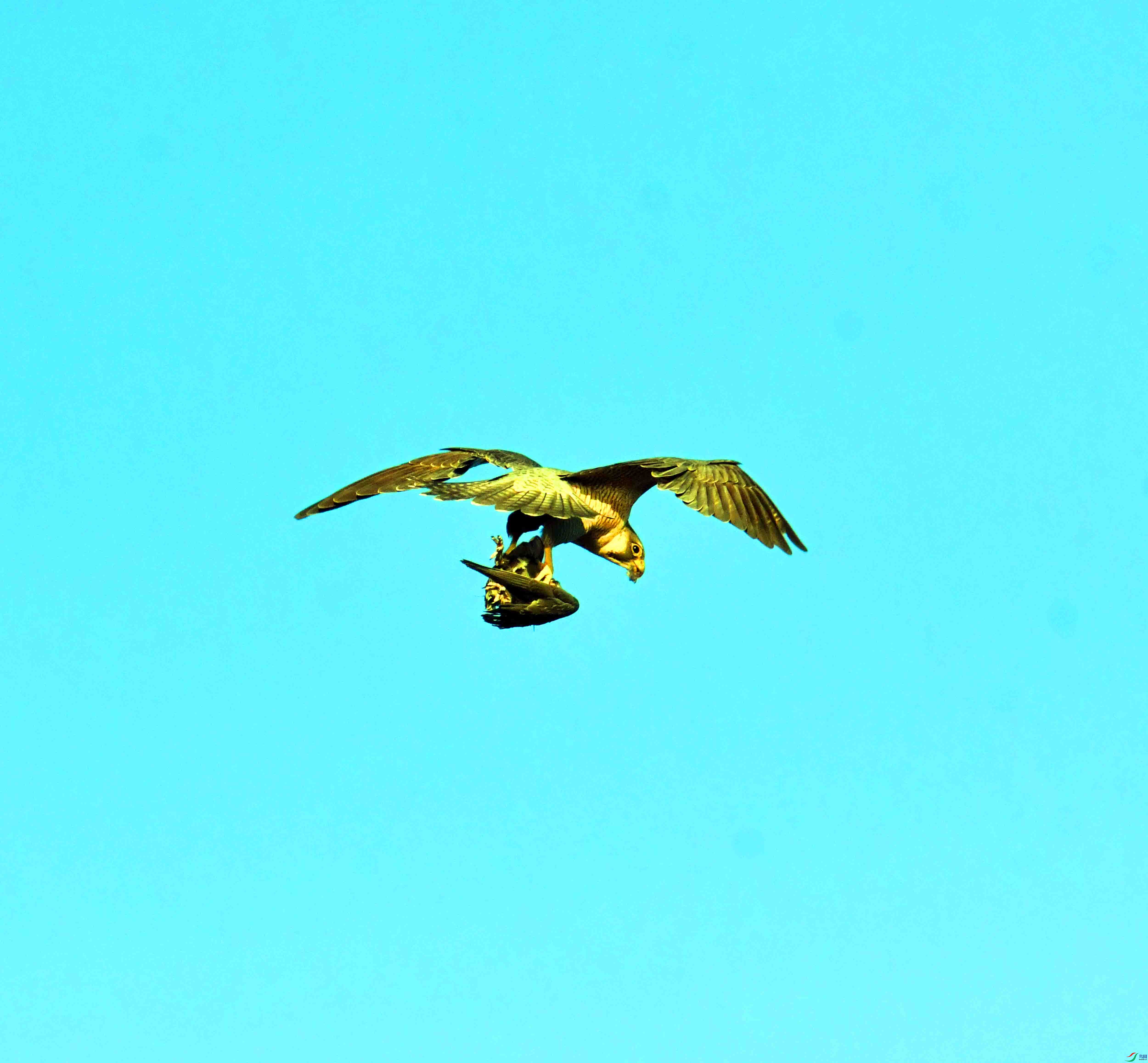 DSC_4820.JPG