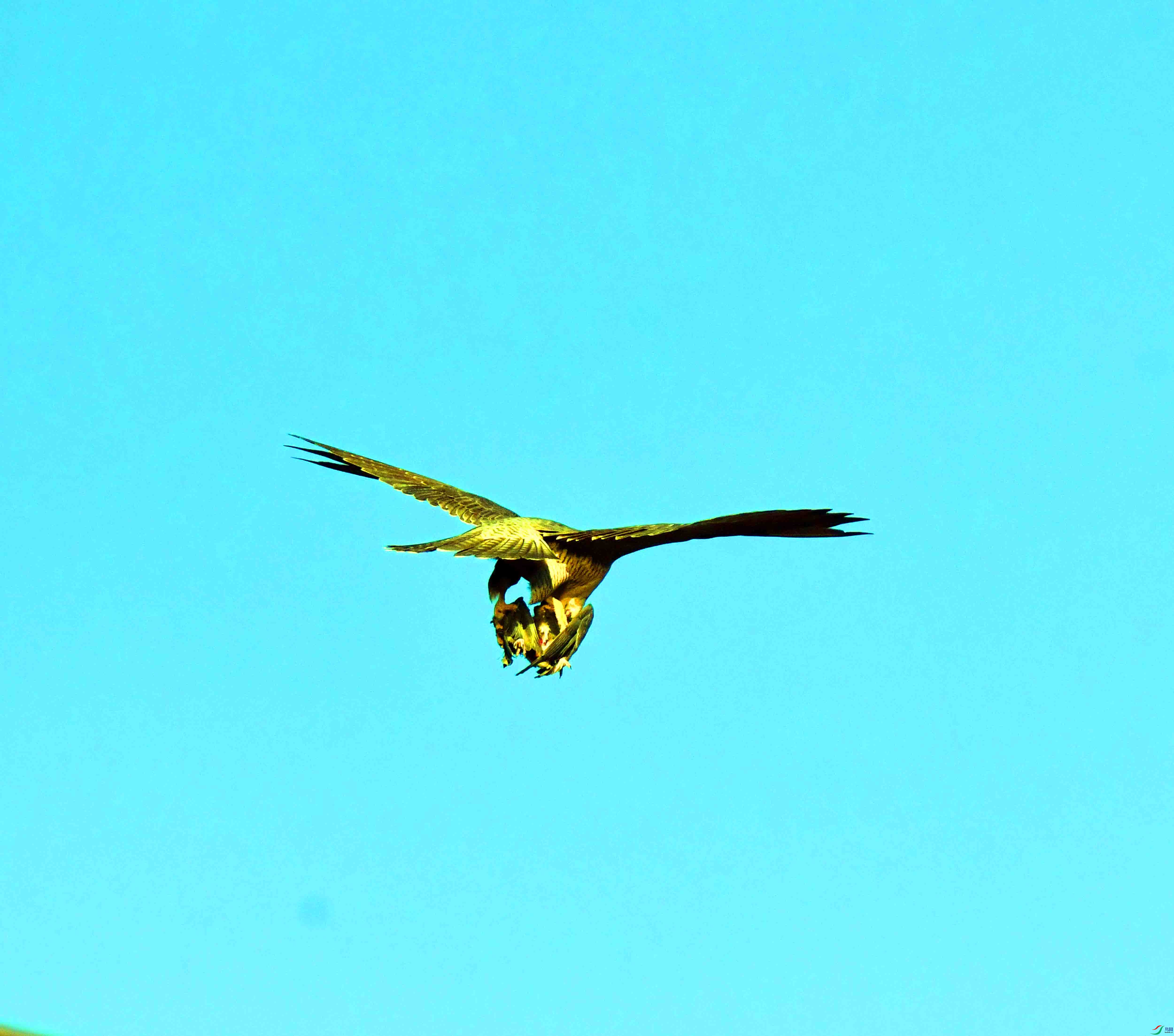 DSC_4823.JPG