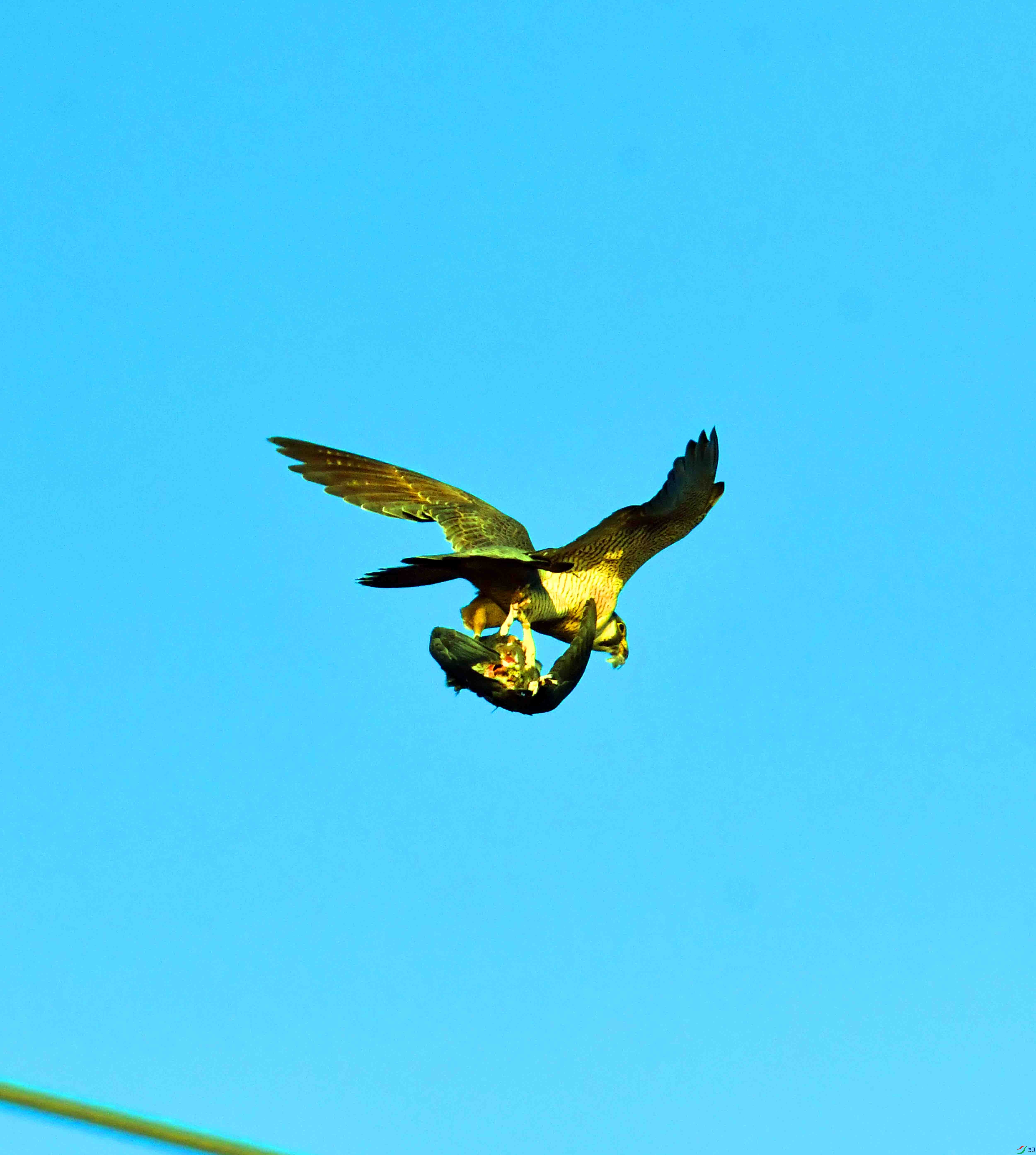 DSC_4826.JPG