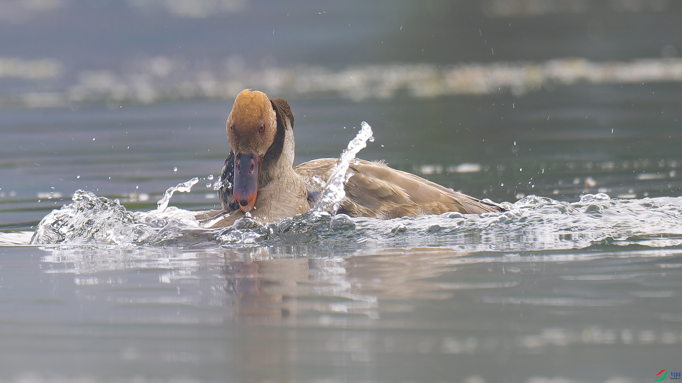 DSC_6279_DxO.jpg
