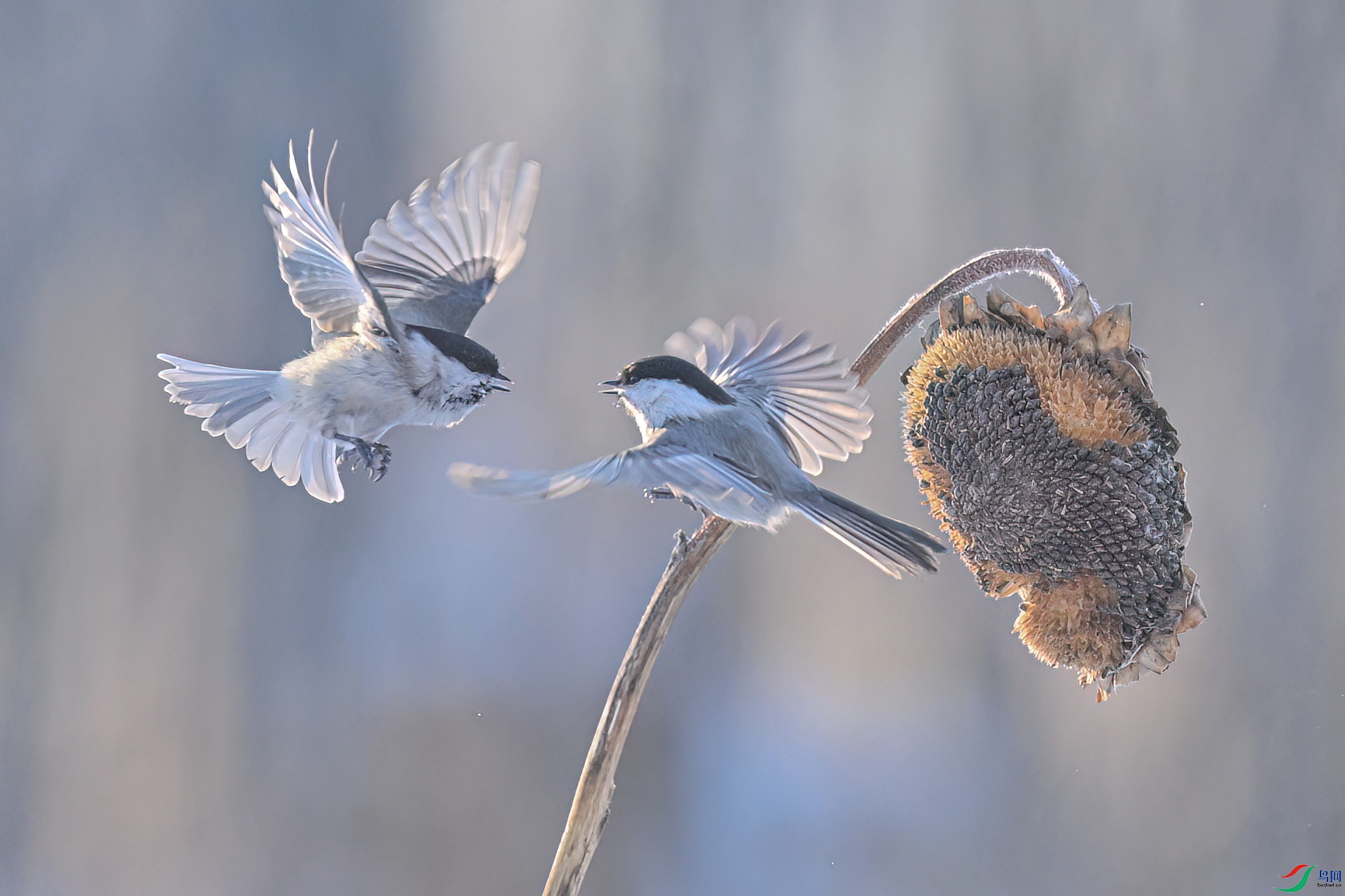 DSC_3295-2.jpg
