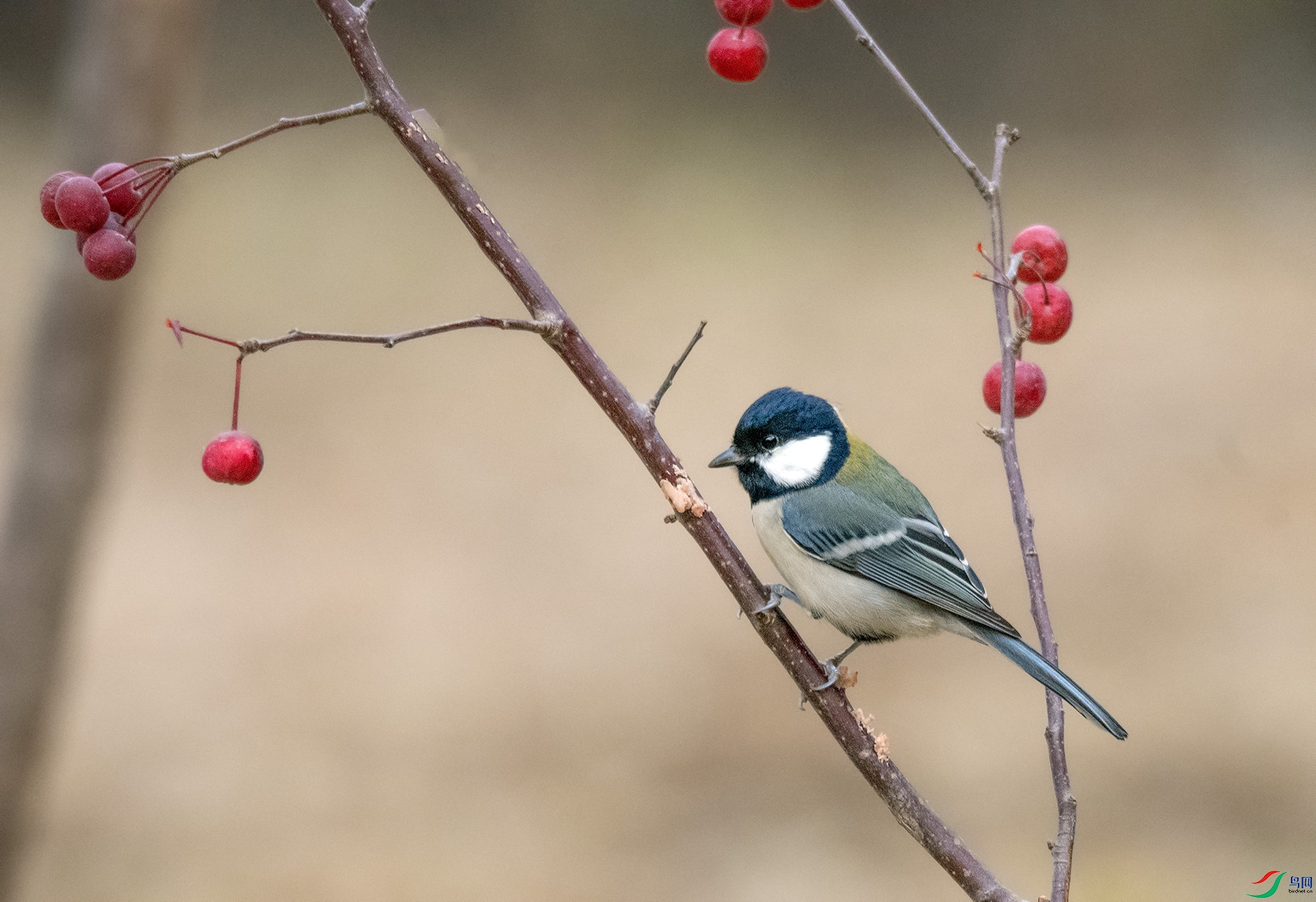 DSC_8215_��ͼ�� ����.jpg