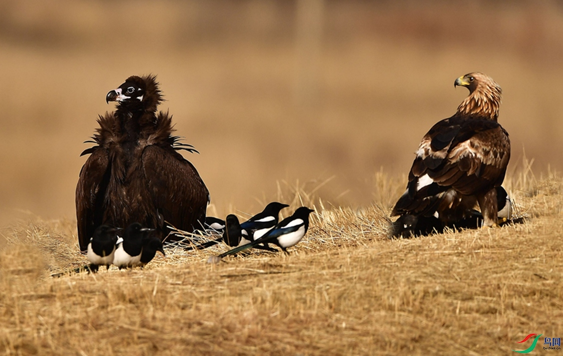 ���޶��⡣