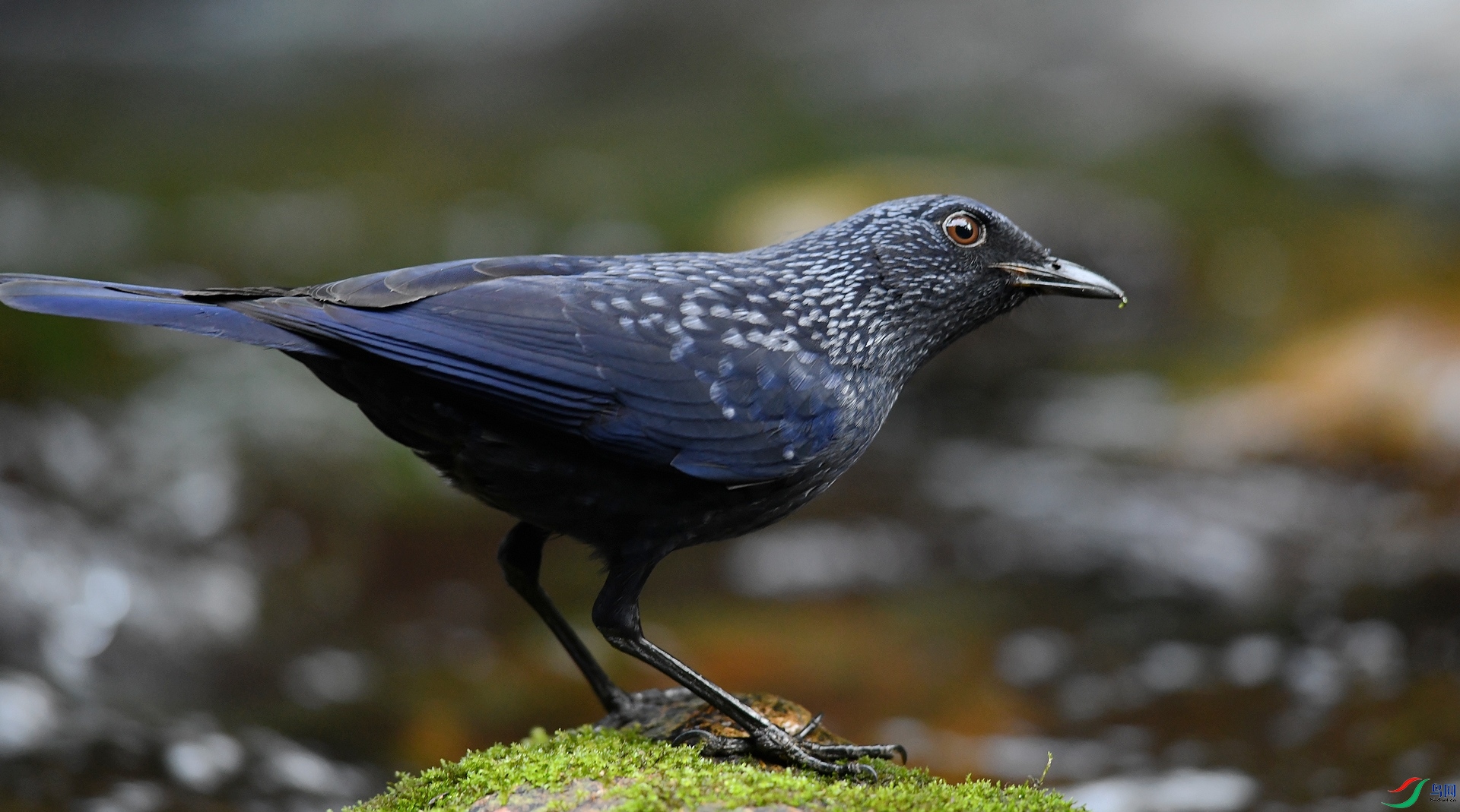 DSC_2846.jpg