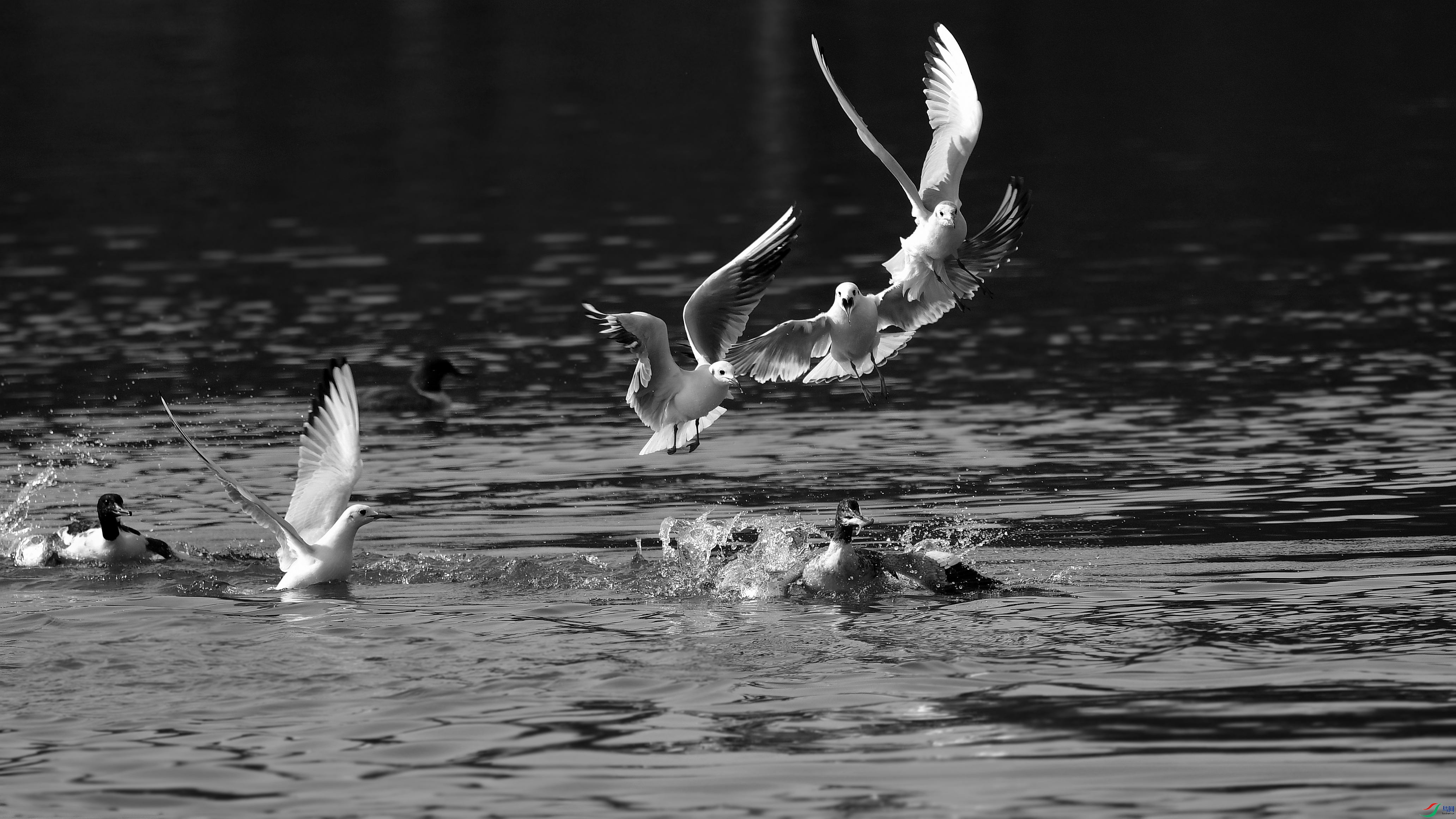 DSC_4616_conew7.jpg