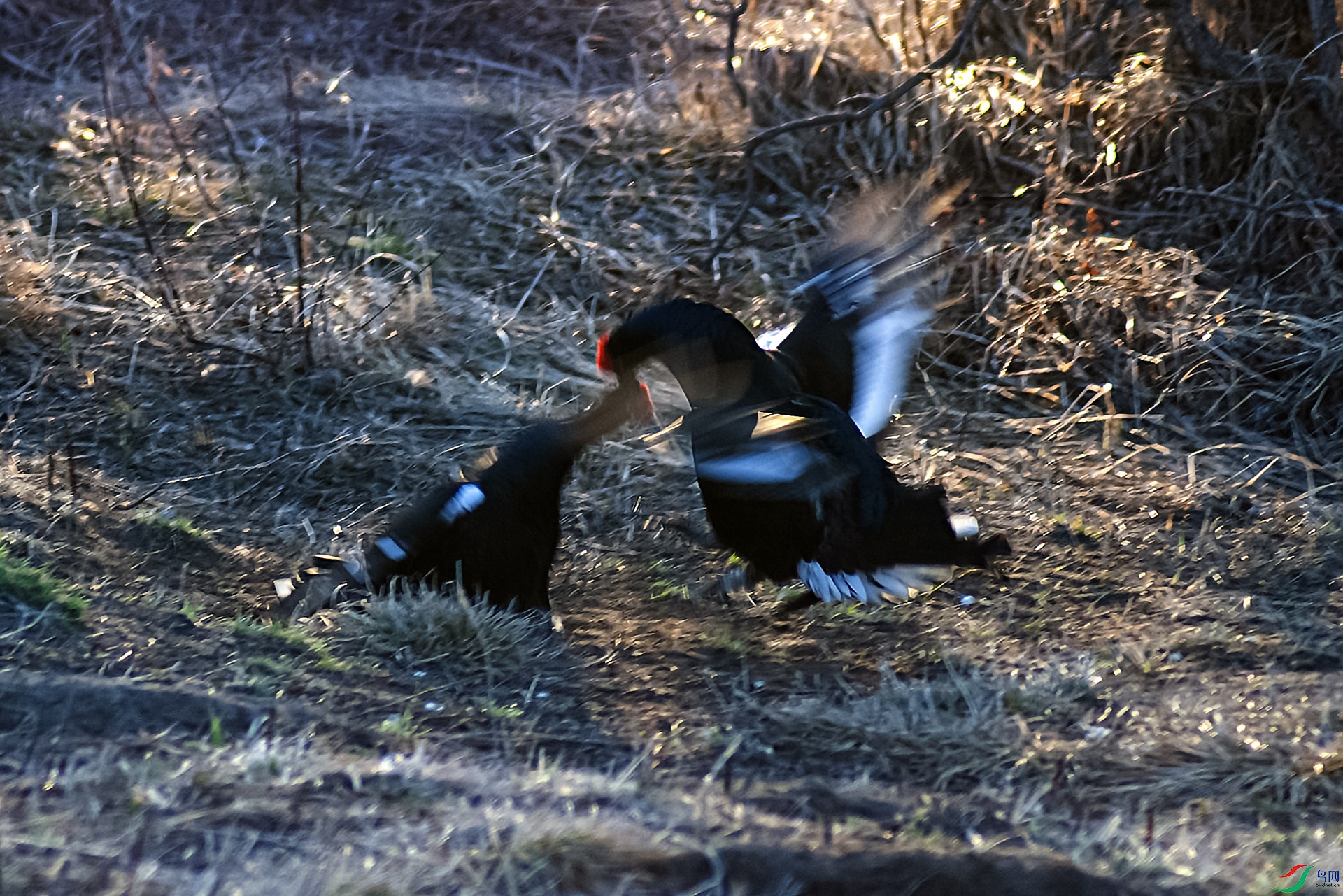 DSC_09360 (114).jpg