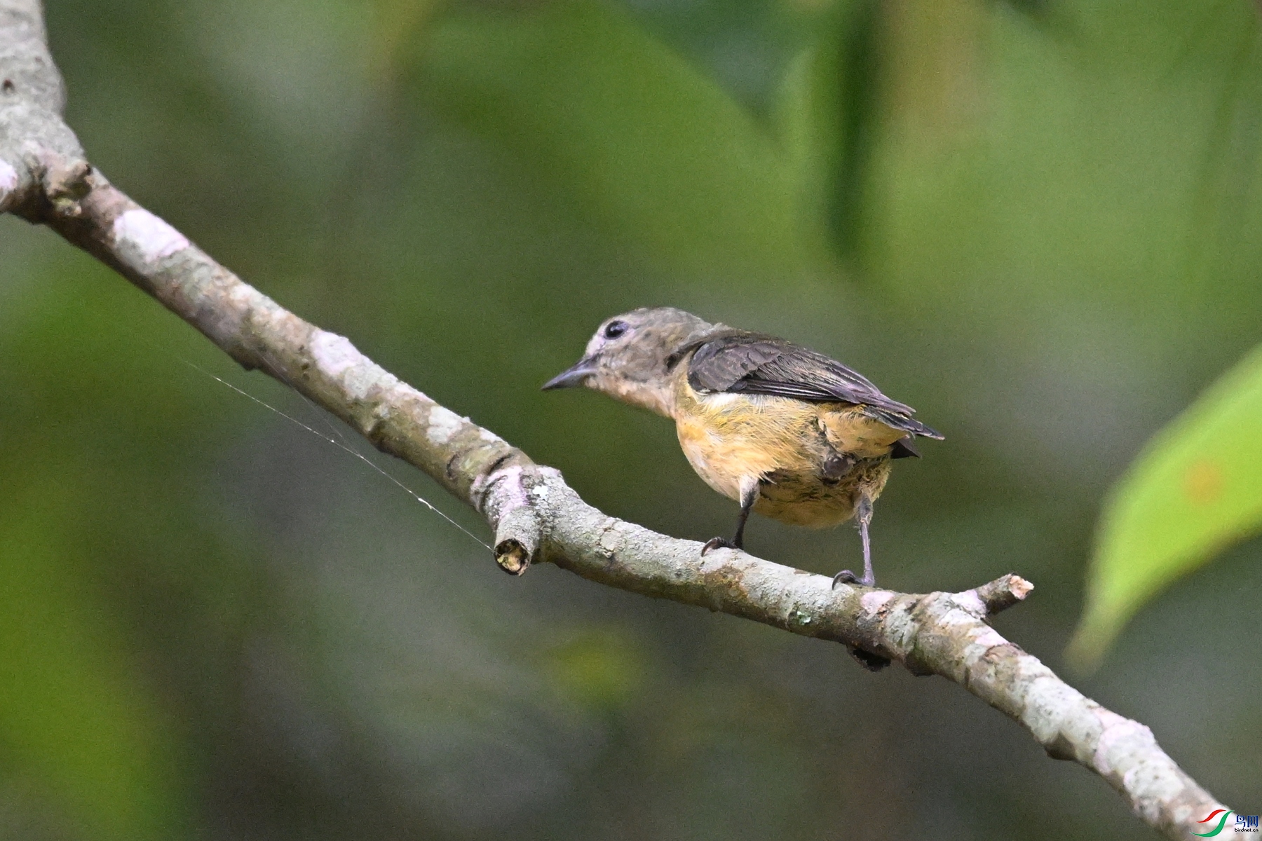 DSC_9868.JPG