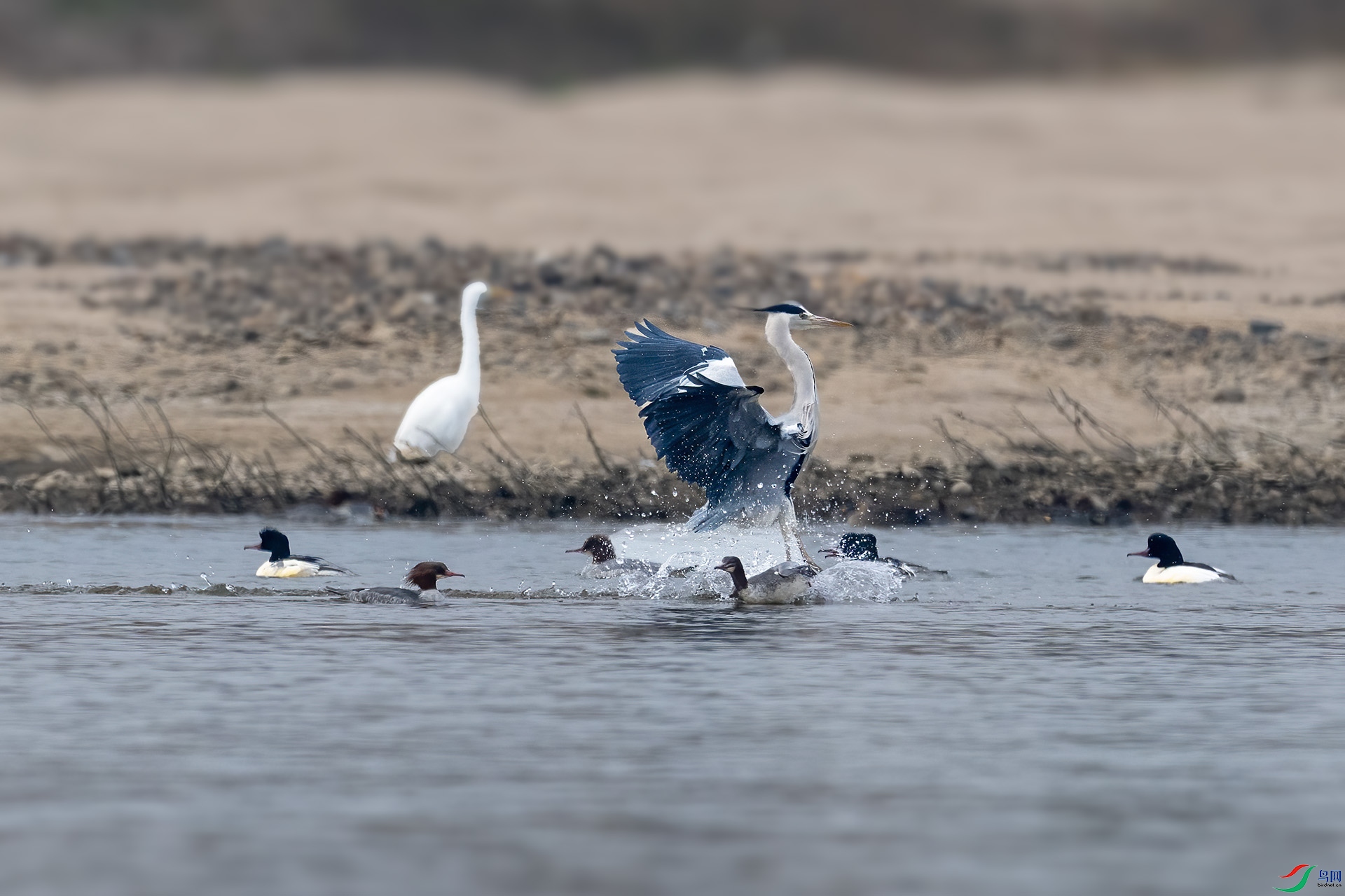 DSC_7865.jpg
