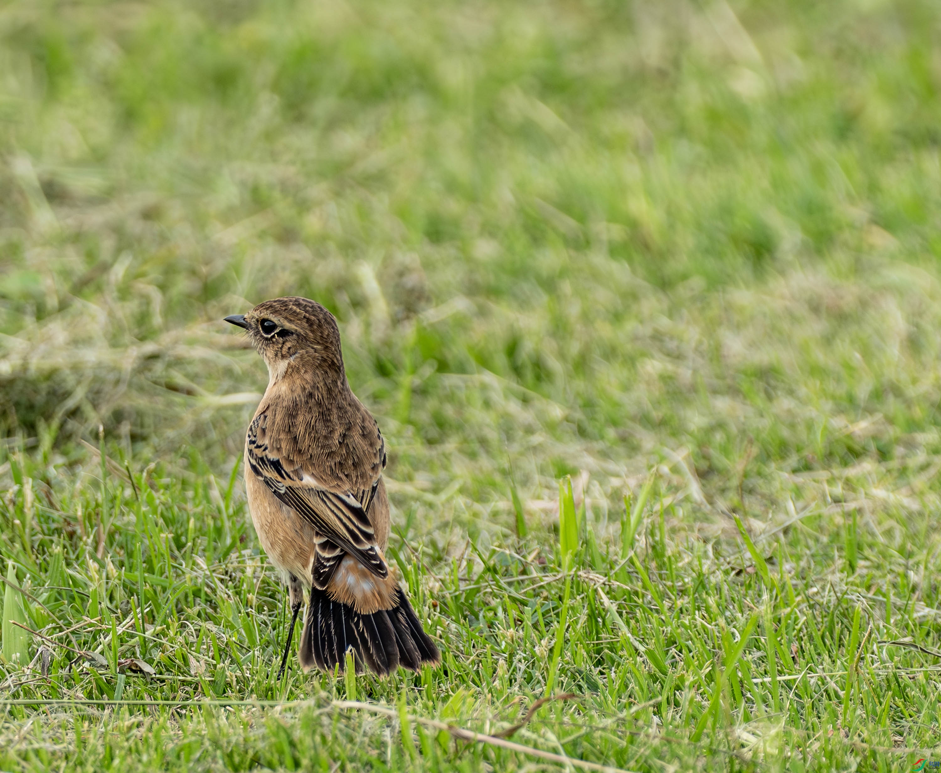 ����ʯ 01-18.jpg