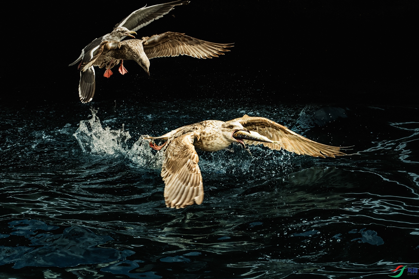 �ұ�Ÿ----������ӰŸ��ʳ